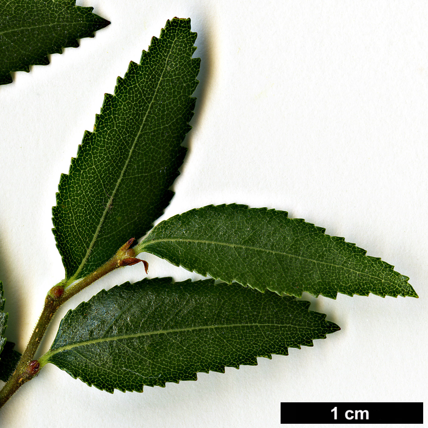 High resolution image: Family: Nothofagaceae - Genus: Nothofagus - Taxon: dombeyi High resolution image: Family: Nothofagaceae - Genus: Nothofagus - Taxon: dombeyi