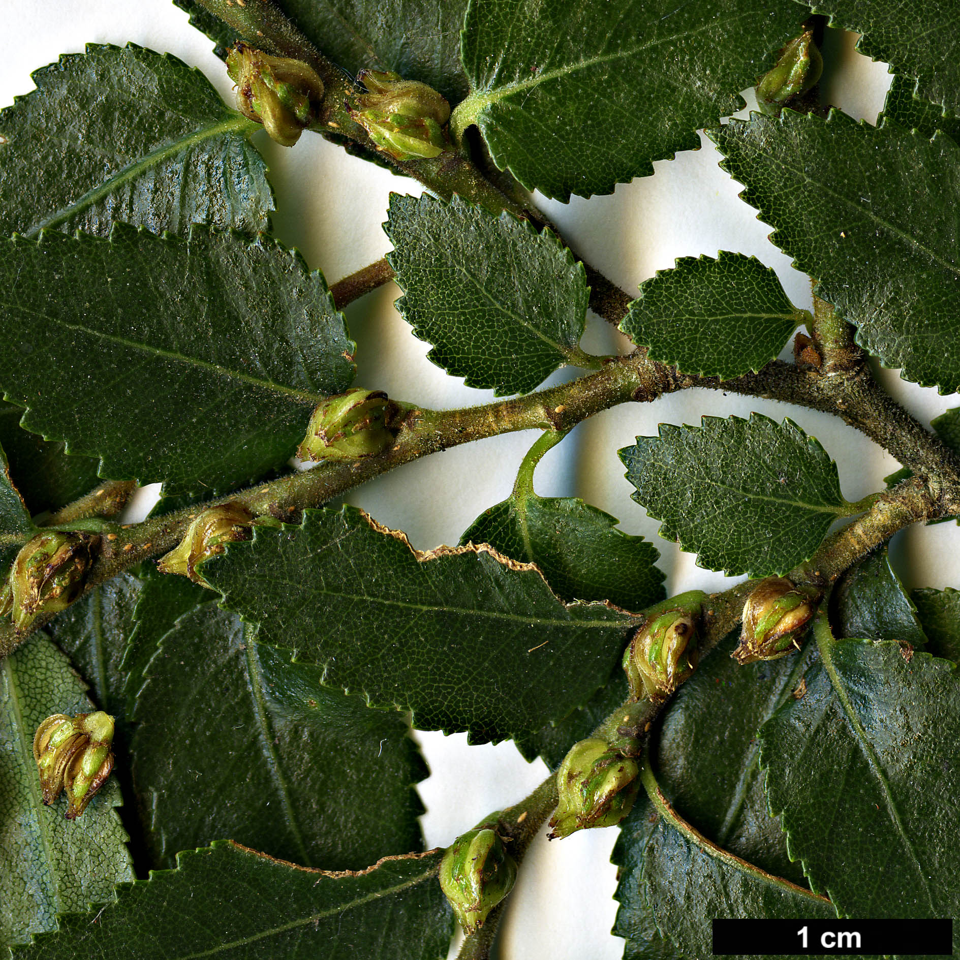 High resolution image: Family: Nothofagaceae - Genus: Nothofagus - Taxon: dombeyi High resolution image: Family: Nothofagaceae - Genus: Nothofagus - Taxon: dombeyi