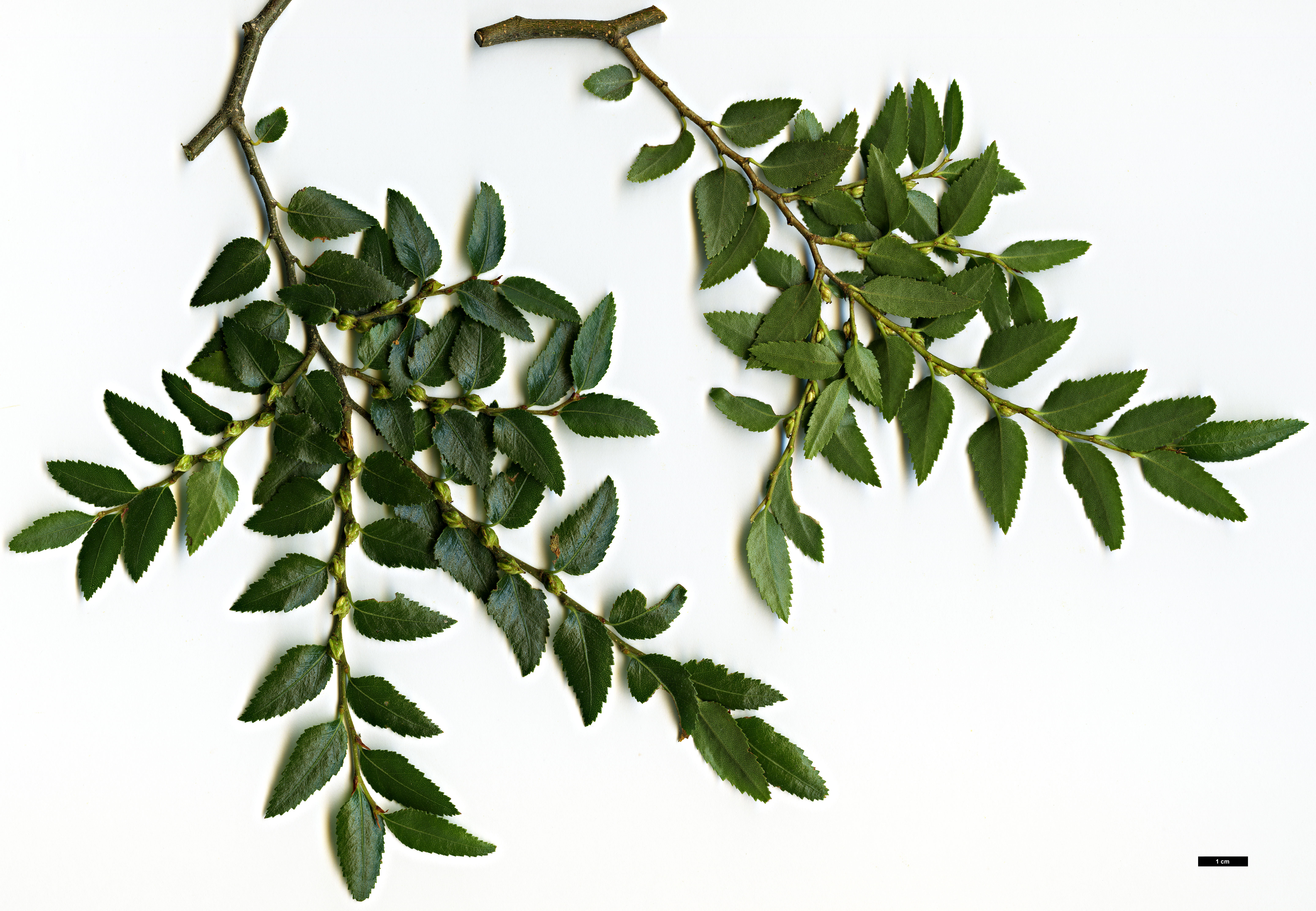 High resolution image: Family: Nothofagaceae - Genus: Nothofagus - Taxon: dombeyi High resolution image: Family: Nothofagaceae - Genus: Nothofagus - Taxon: dombeyi