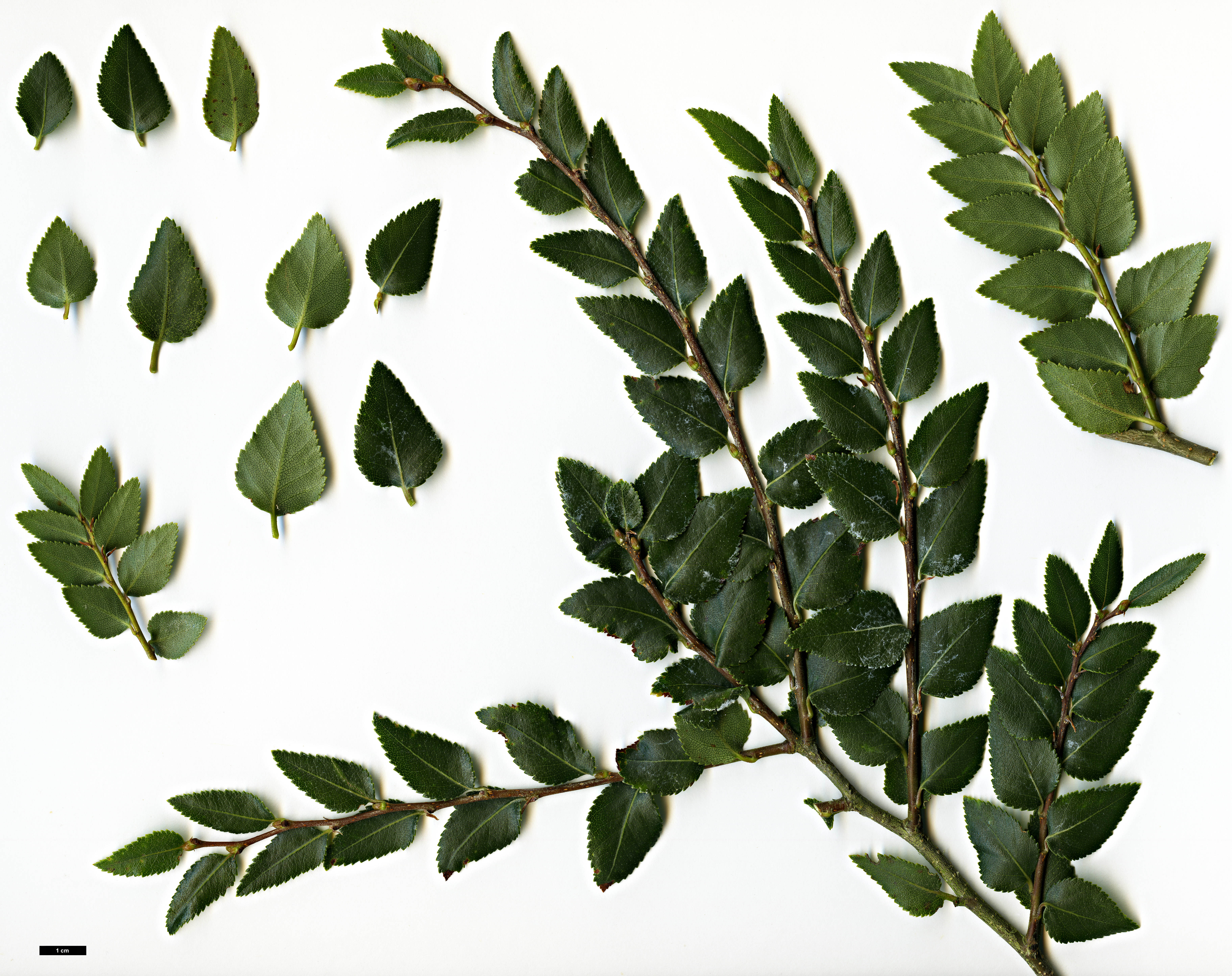 High resolution image: Family: Nothofagaceae - Genus: Nothofagus - Taxon: dombeyi High resolution image: Family: Nothofagaceae - Genus: Nothofagus - Taxon: dombeyi