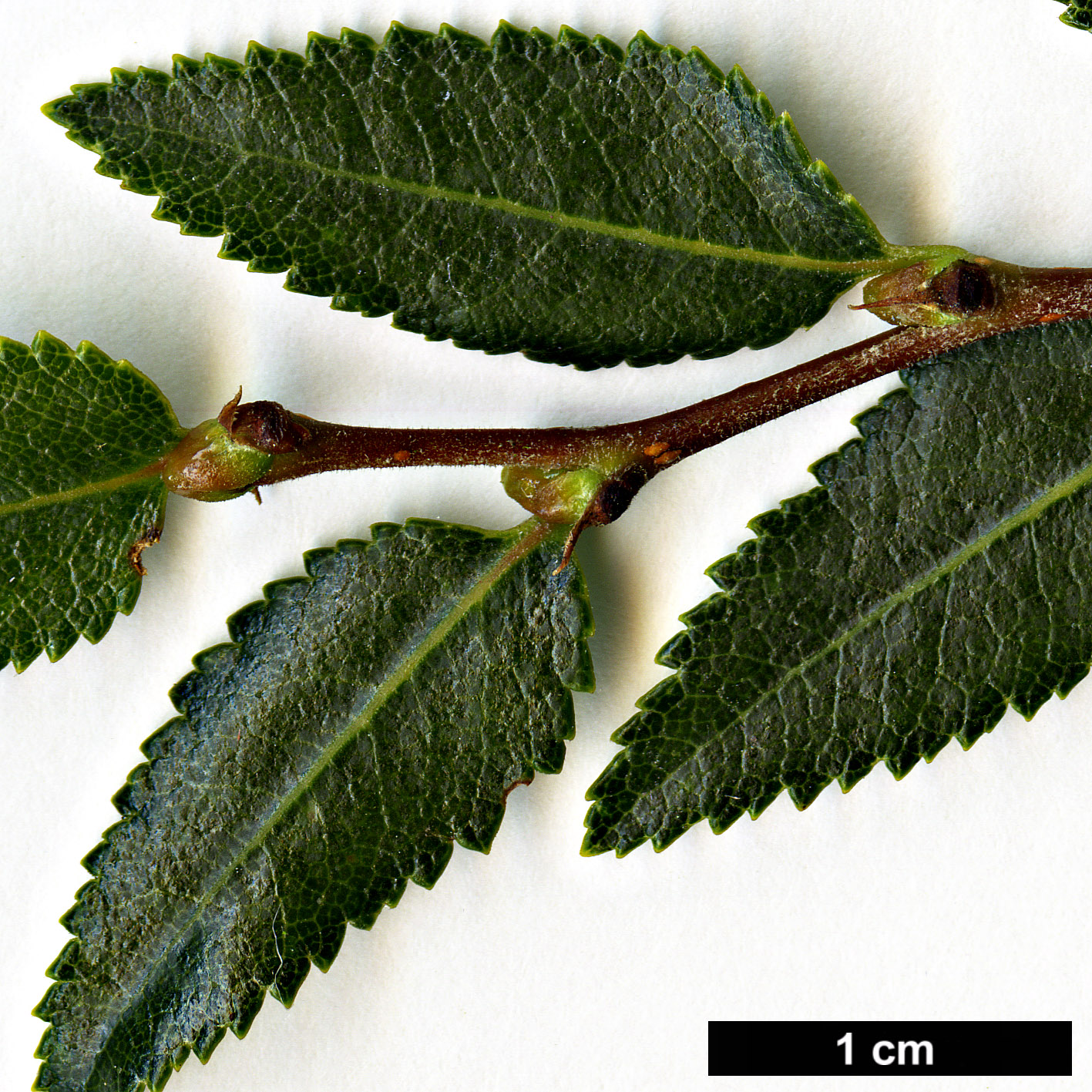 High resolution image: Family: Nothofagaceae - Genus: Nothofagus - Taxon: dombeyi High resolution image: Family: Nothofagaceae - Genus: Nothofagus - Taxon: dombeyi