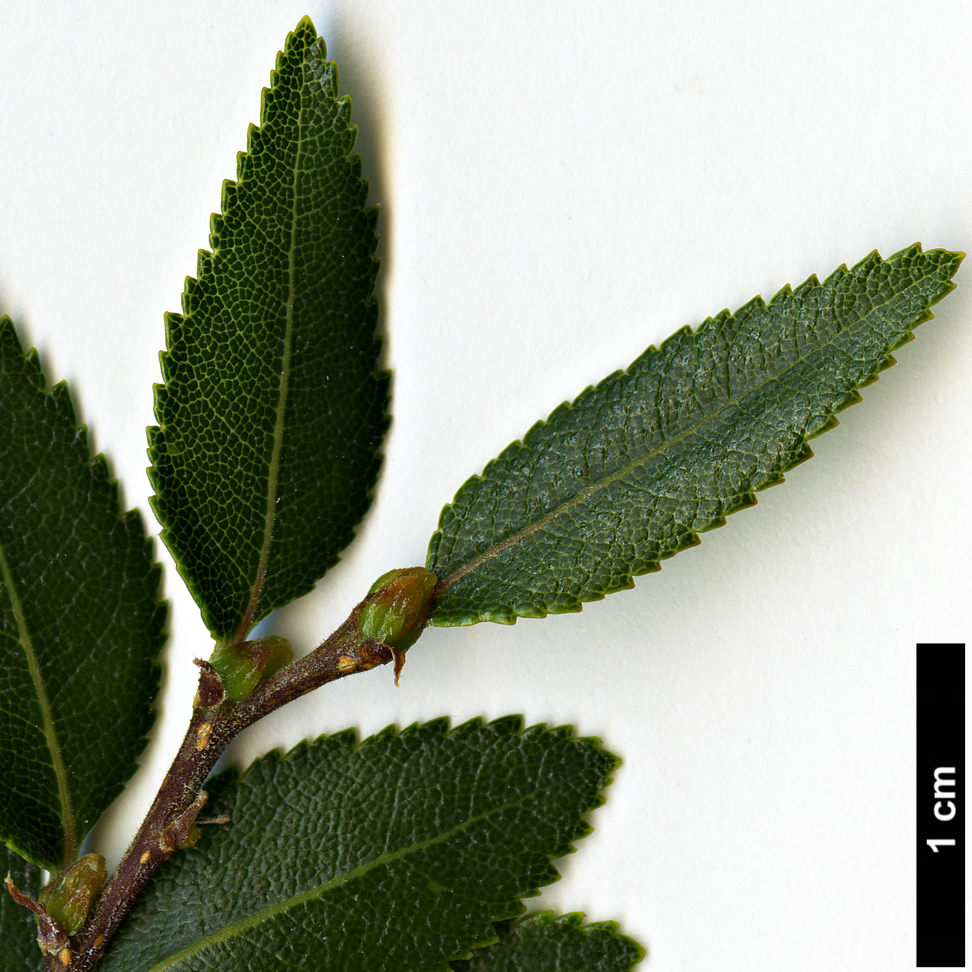 High resolution image: Family: Nothofagaceae - Genus: Nothofagus - Taxon: dombeyi High resolution image: Family: Nothofagaceae - Genus: Nothofagus - Taxon: dombeyi