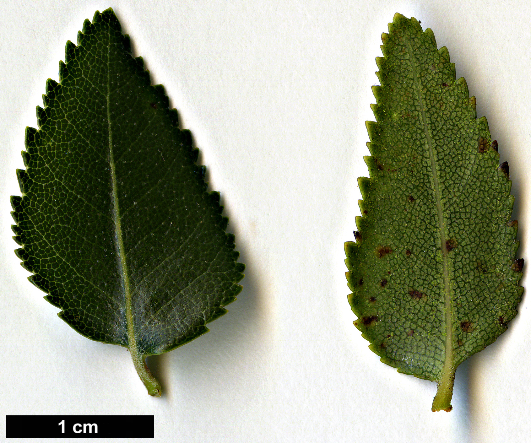 High resolution image: Family: Nothofagaceae - Genus: Nothofagus - Taxon: dombeyi High resolution image: Family: Nothofagaceae - Genus: Nothofagus - Taxon: dombeyi