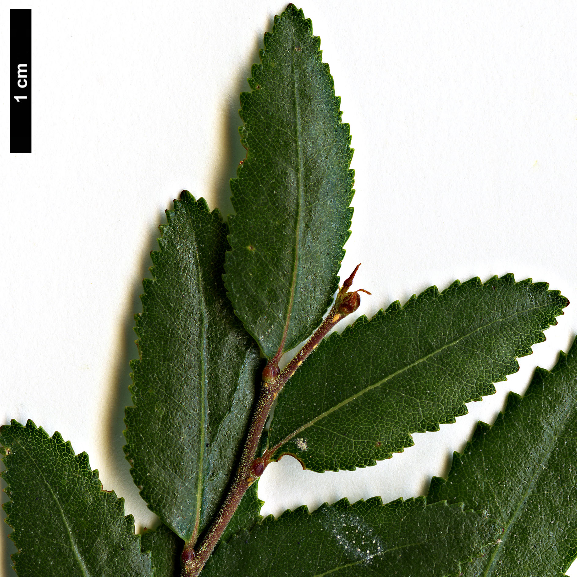 High resolution image: Family: Nothofagaceae - Genus: Nothofagus - Taxon: dombeyi High resolution image: Family: Nothofagaceae - Genus: Nothofagus - Taxon: dombeyi