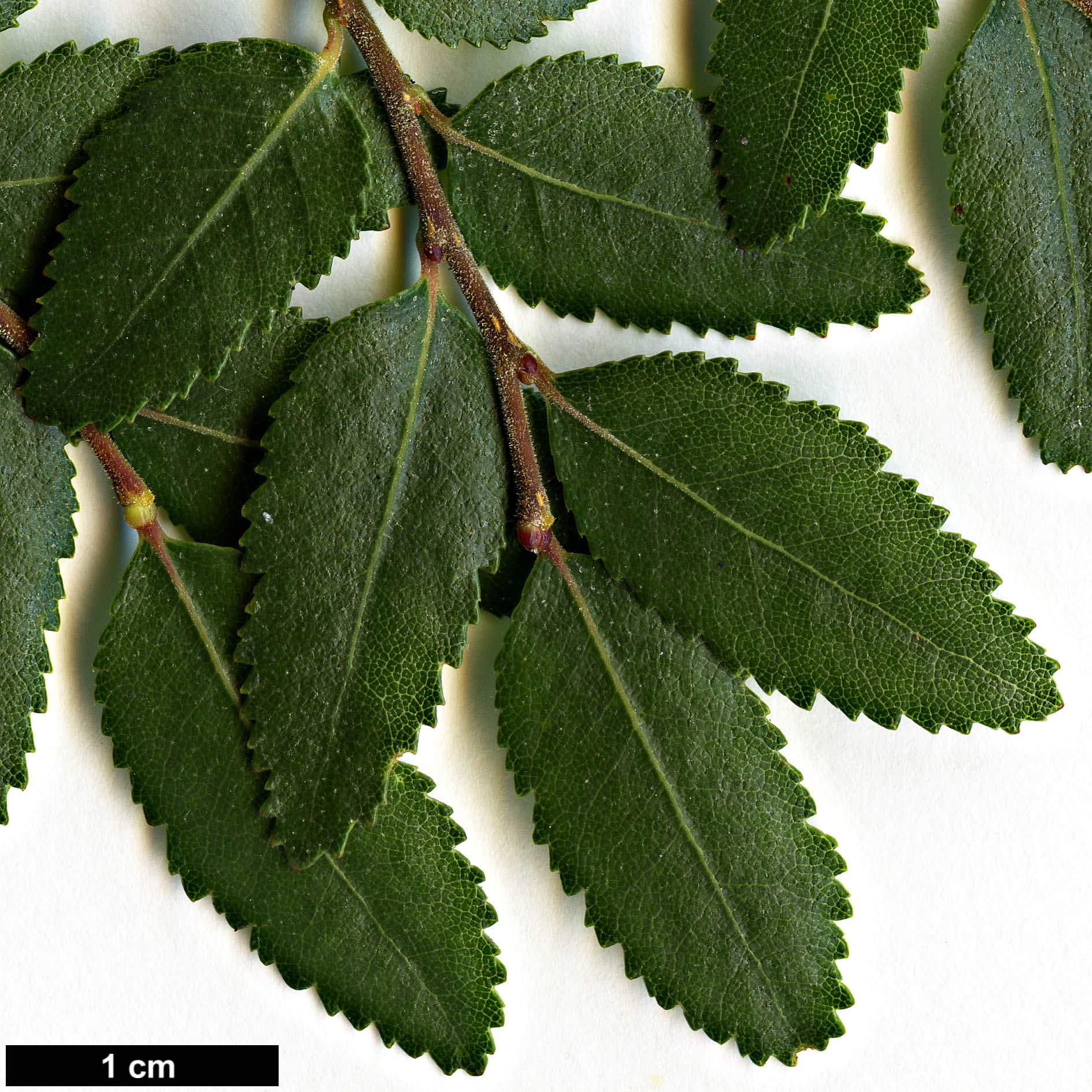 High resolution image: Family: Nothofagaceae - Genus: Nothofagus - Taxon: dombeyi High resolution image: Family: Nothofagaceae - Genus: Nothofagus - Taxon: dombeyi