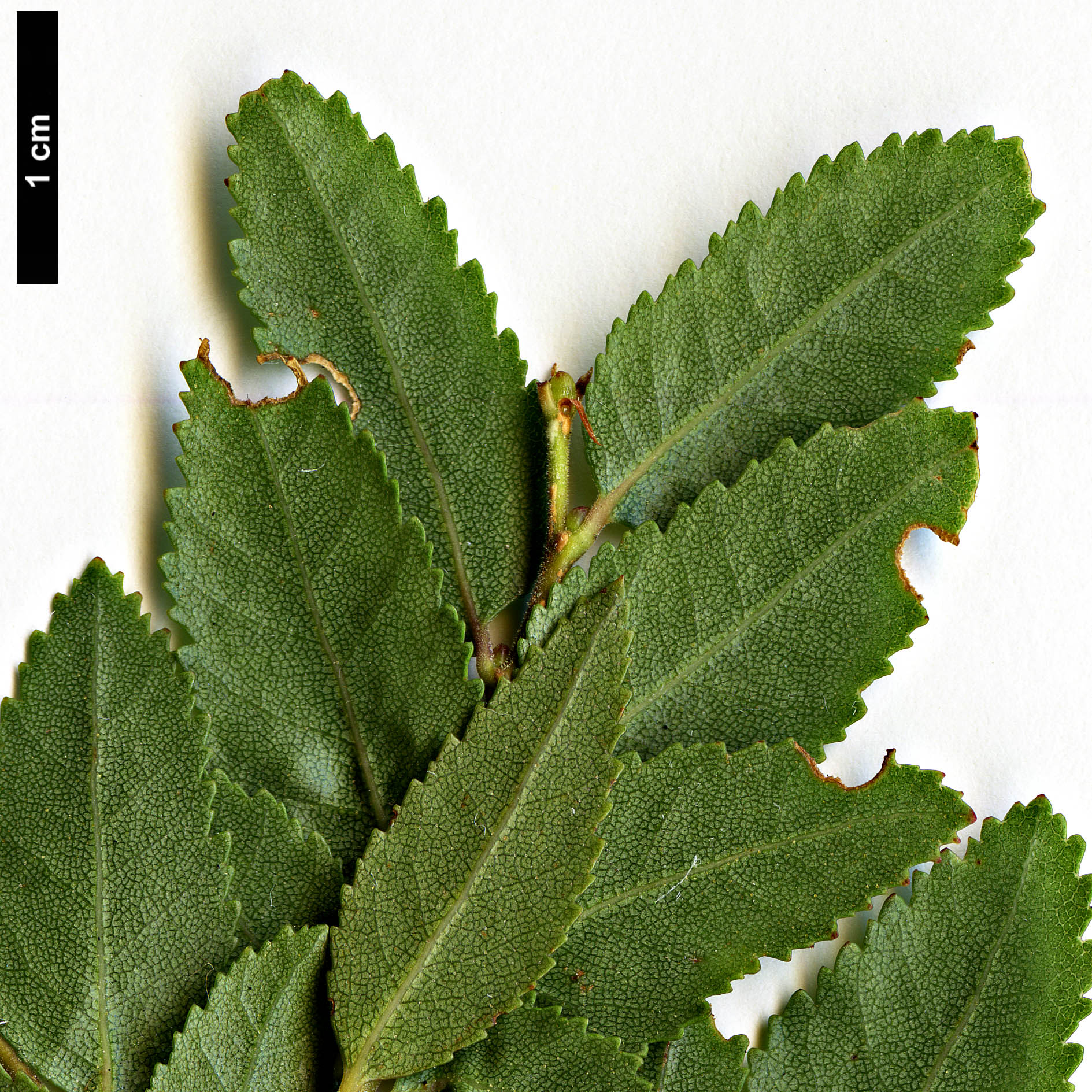 High resolution image: Family: Nothofagaceae - Genus: Nothofagus - Taxon: dombeyi High resolution image: Family: Nothofagaceae - Genus: Nothofagus - Taxon: dombeyi