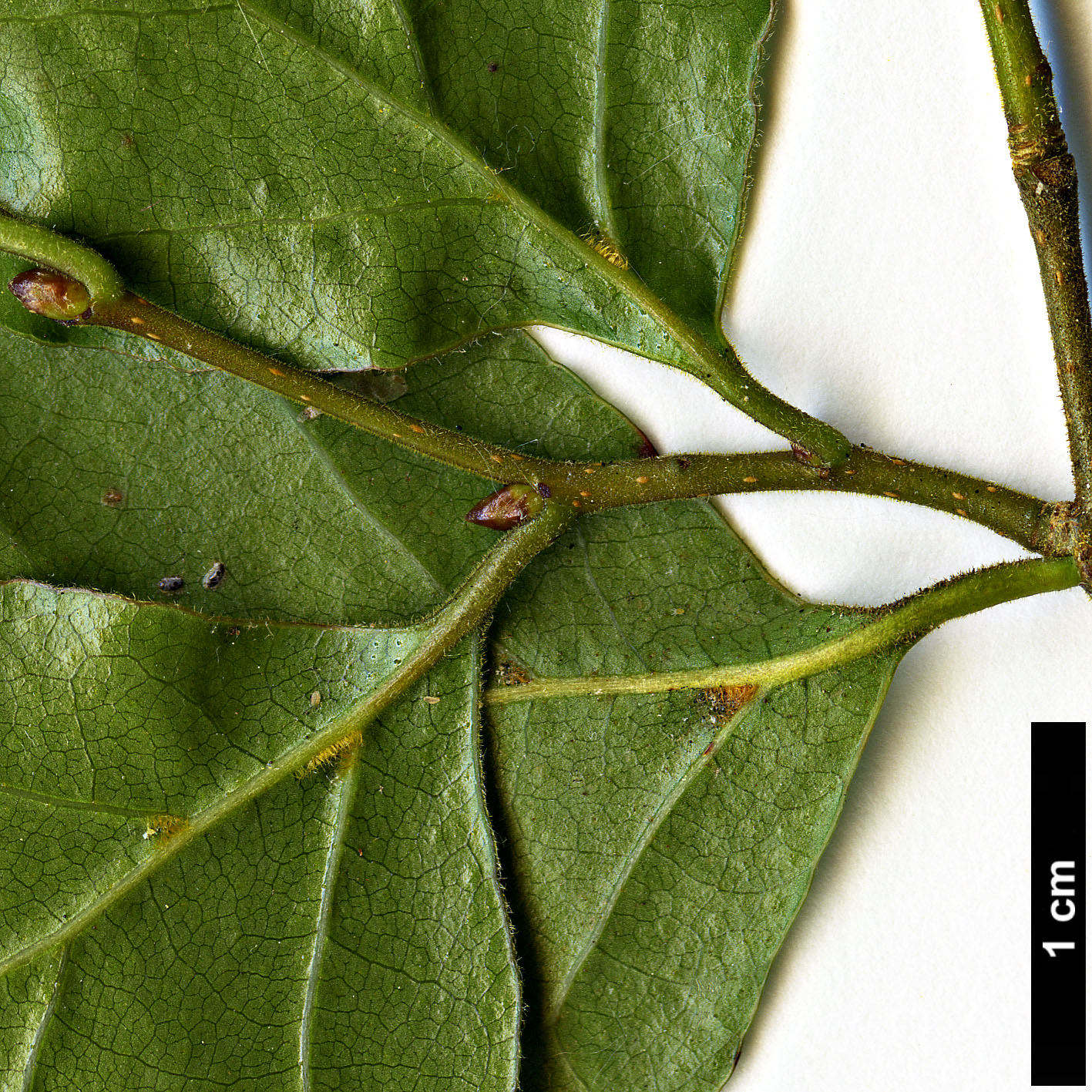 High resolution image: Family: Nothofagaceae - Genus: Nothofagus - Taxon: fusca