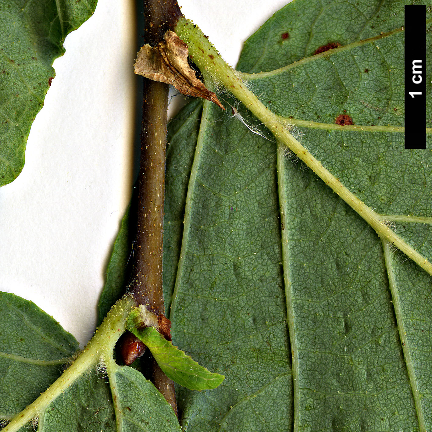 High resolution image: Family: Nothofagaceae - Genus: Nothofagus - Taxon: glauca