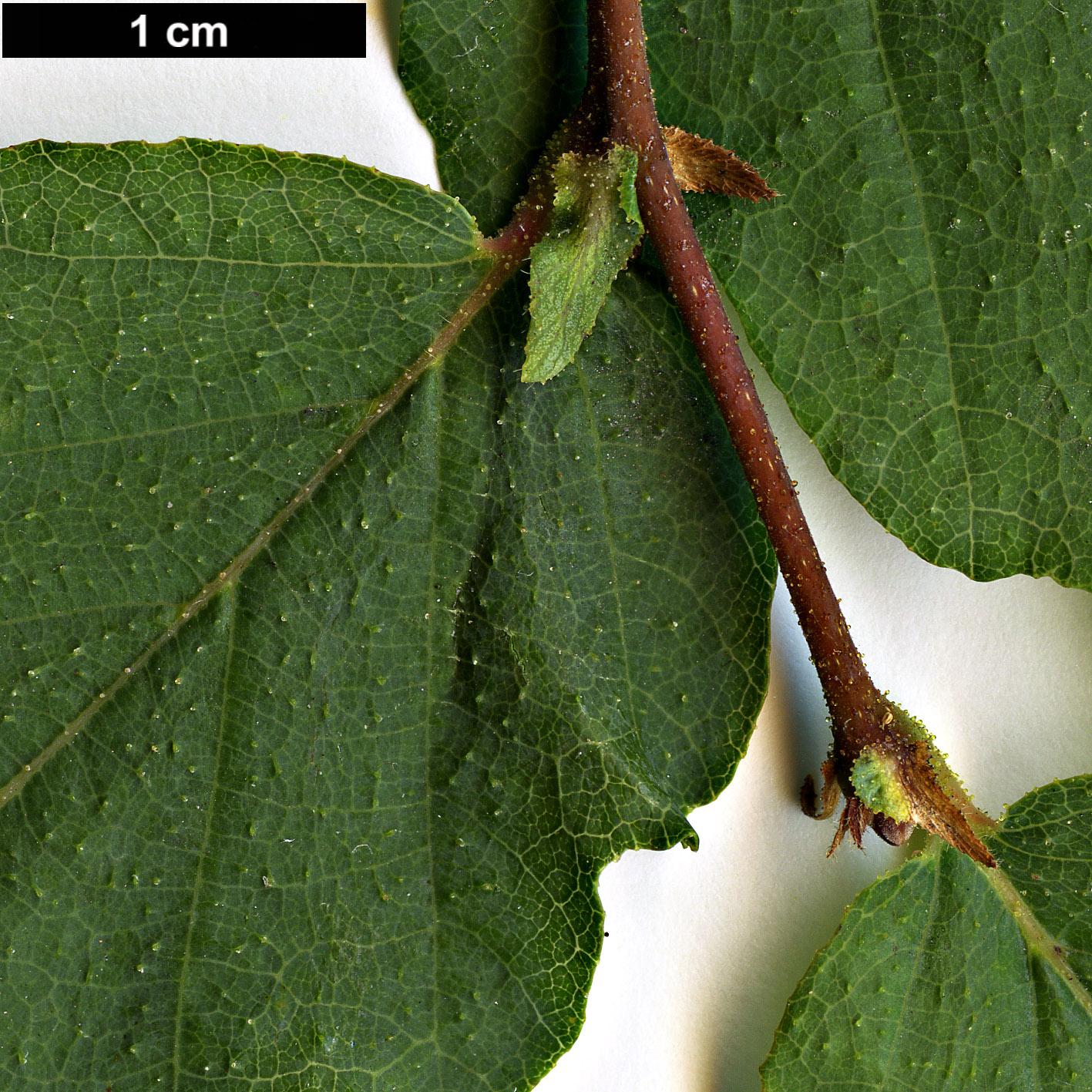 High resolution image: Family: Nothofagaceae - Genus: Nothofagus - Taxon: glauca