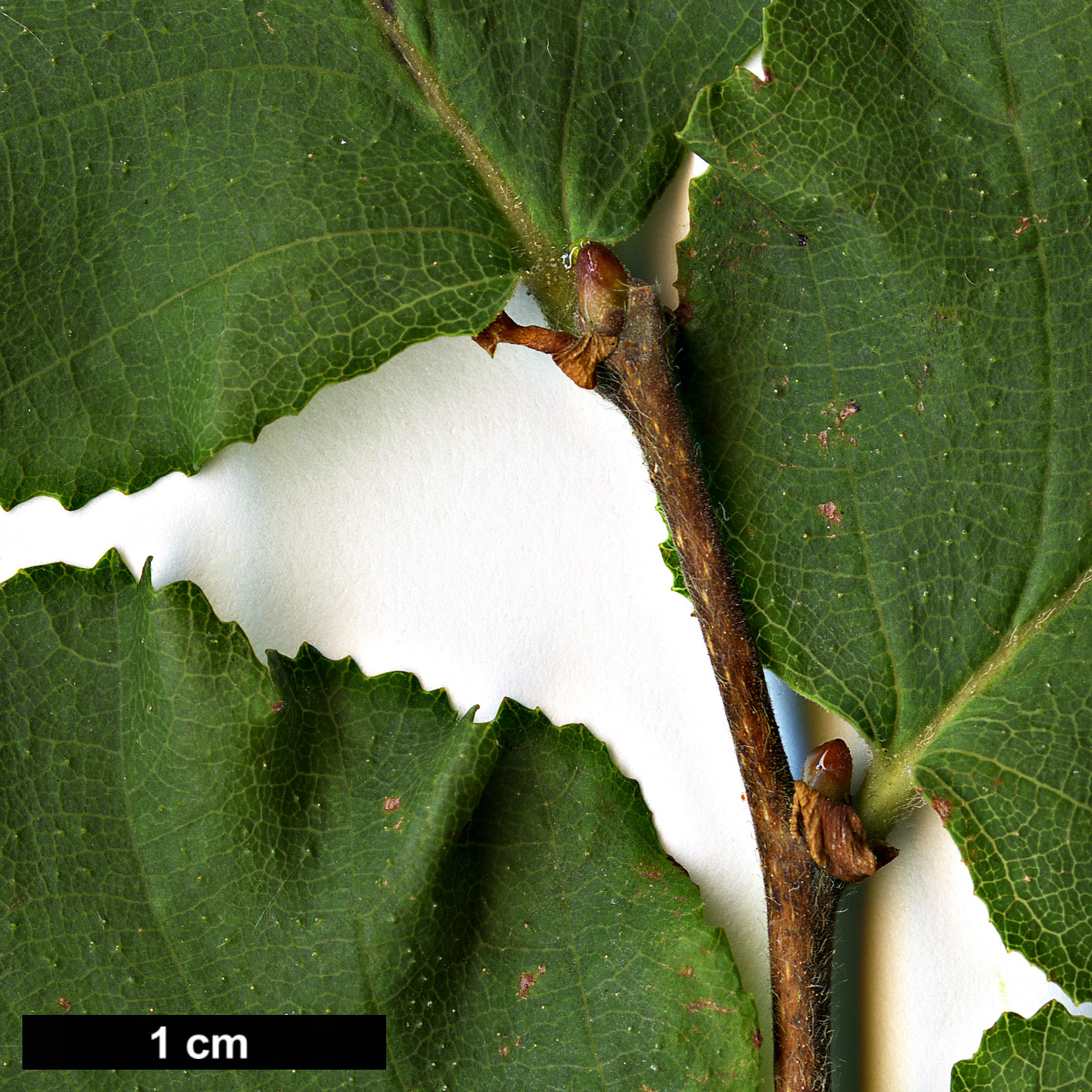 High resolution image: Family: Nothofagaceae - Genus: Nothofagus - Taxon: glauca