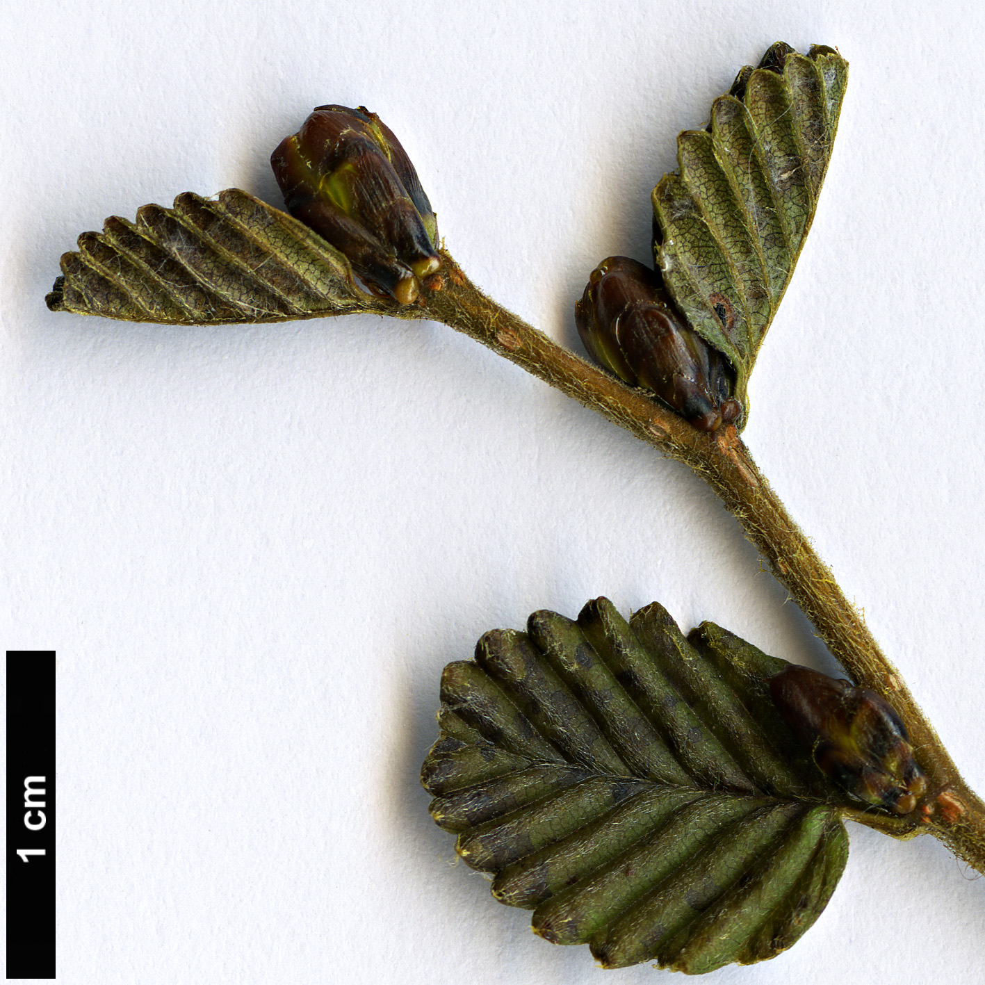 High resolution image: Family: Nothofagaceae - Genus: Nothofagus - Taxon: gunnii