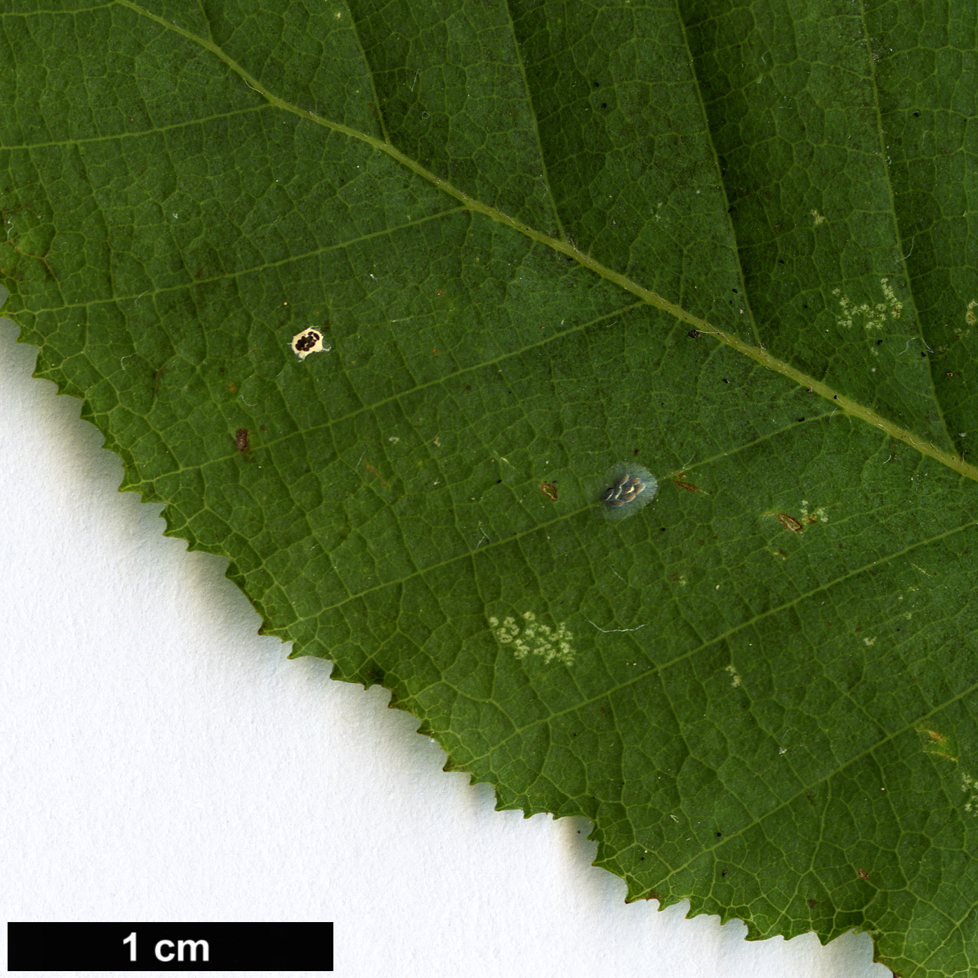 High resolution image: Family: Nothofagaceae - Genus: Nothofagus - Taxon: macrocarpa