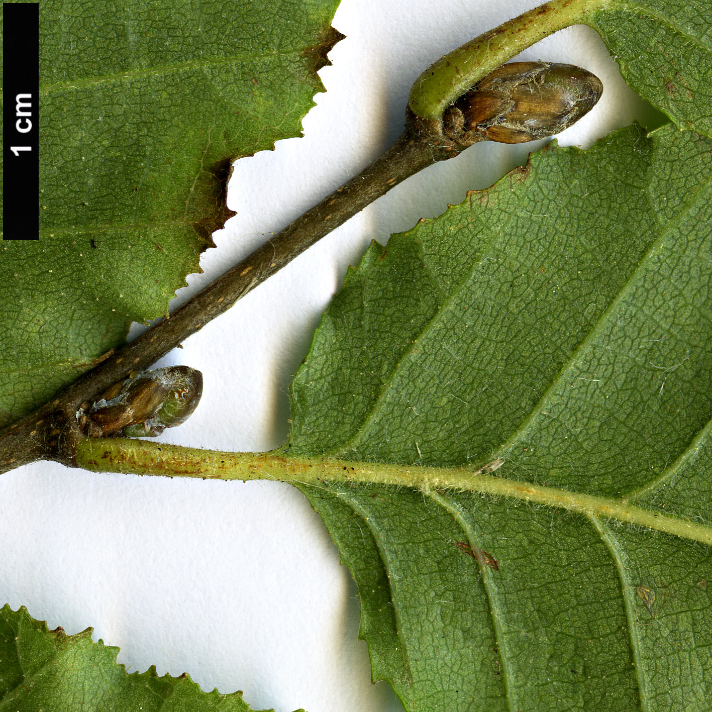 High resolution image: Family: Nothofagaceae - Genus: Nothofagus - Taxon: macrocarpa