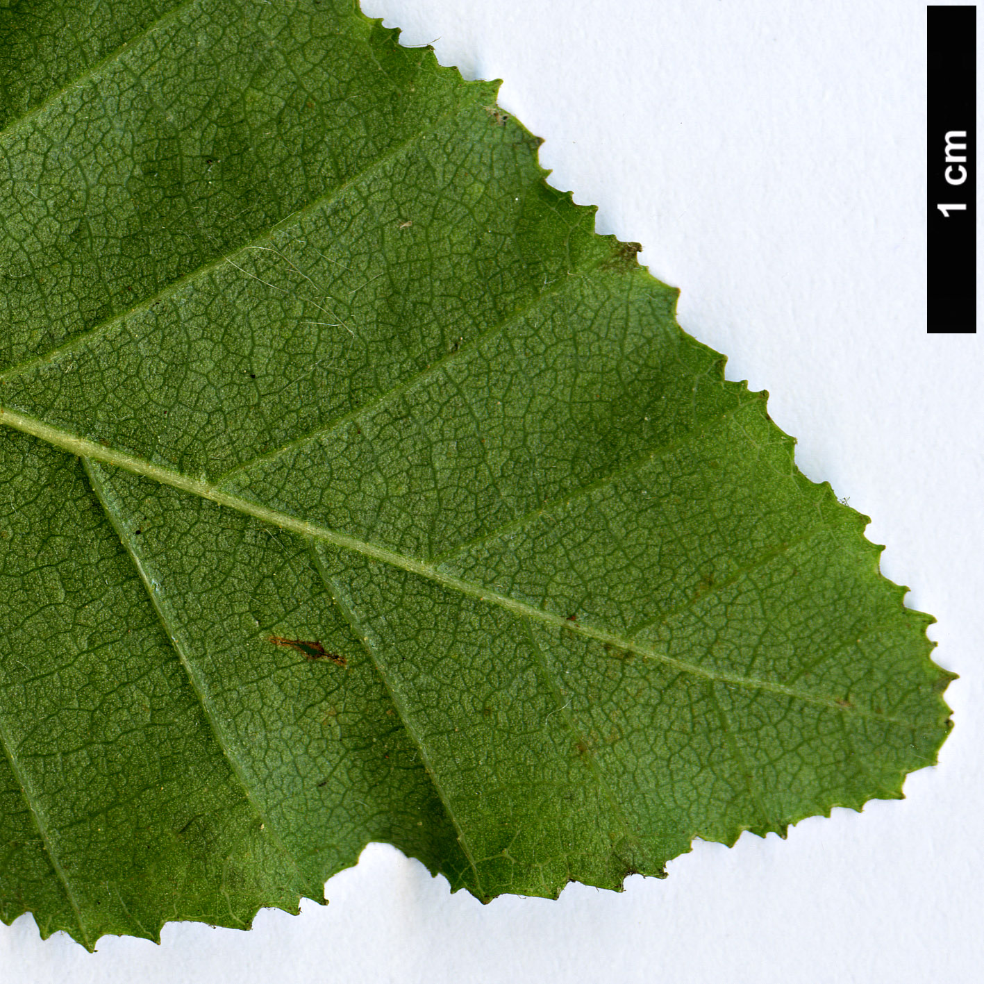 High resolution image: Family: Nothofagaceae - Genus: Nothofagus - Taxon: macrocarpa