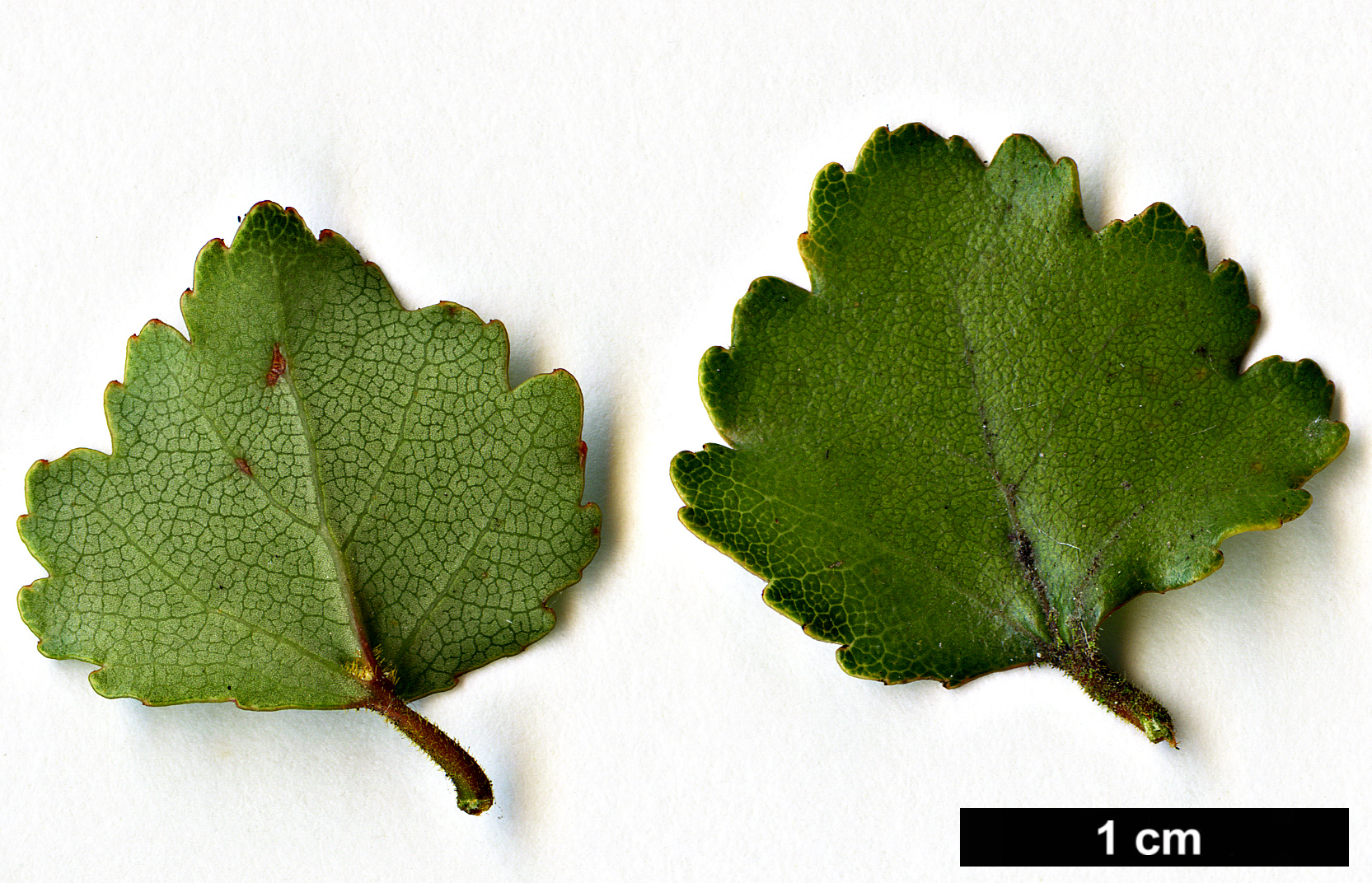 High resolution image: Family: Nothofagaceae - Genus: Nothofagus - Taxon: menziesii