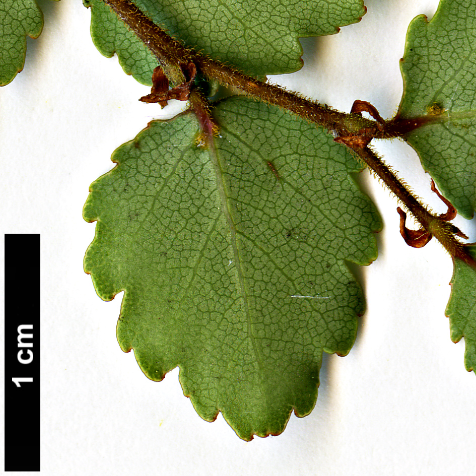 High resolution image: Family: Nothofagaceae - Genus: Nothofagus - Taxon: menziesii