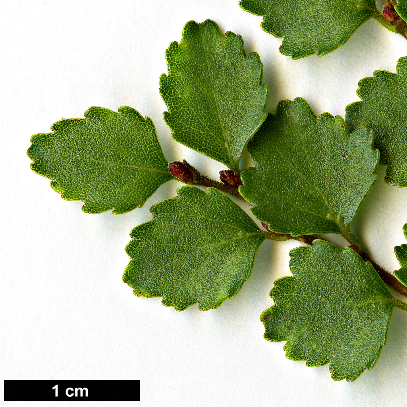 High resolution image: Family: Nothofagaceae - Genus: Nothofagus - Taxon: menziesii