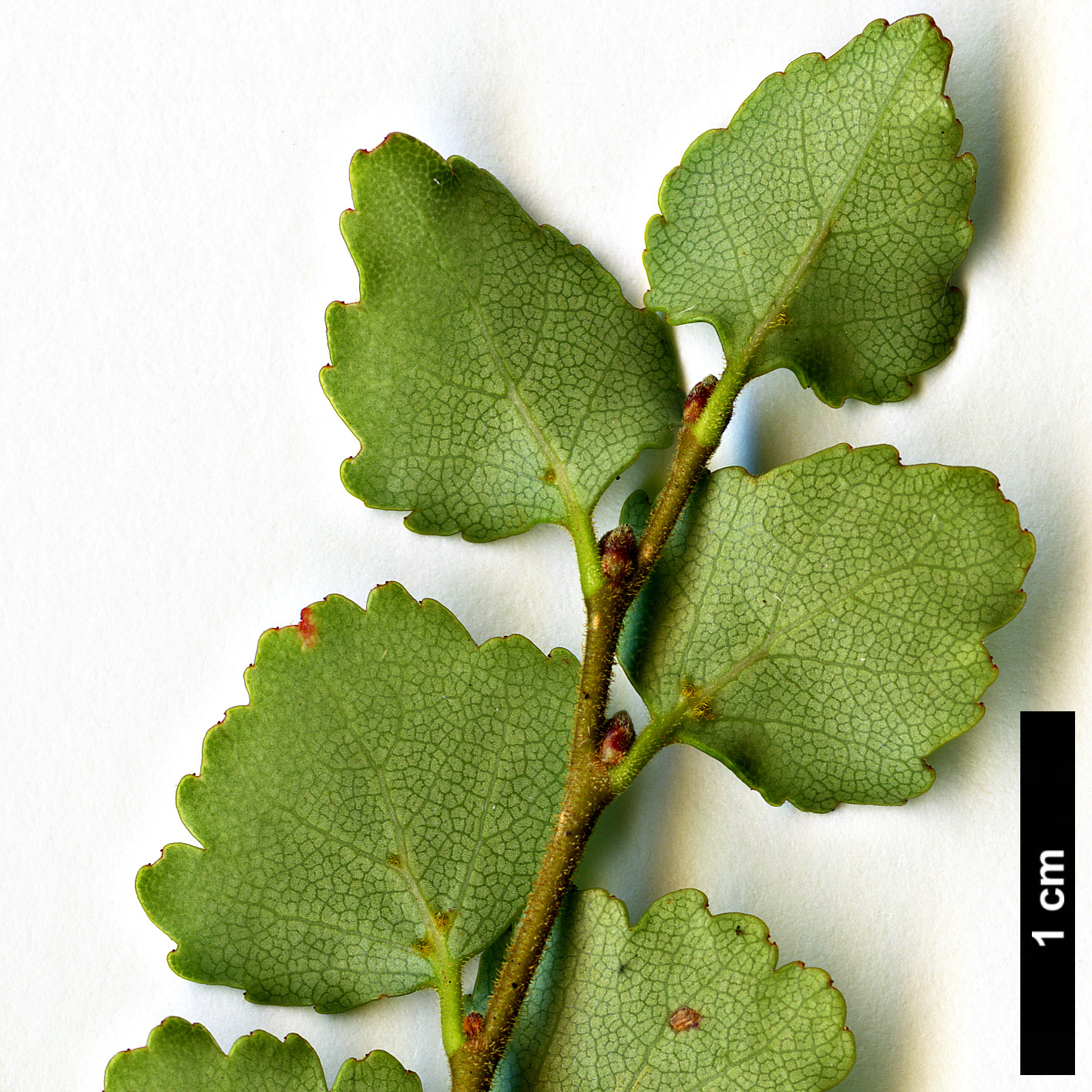 High resolution image: Family: Nothofagaceae - Genus: Nothofagus - Taxon: menziesii