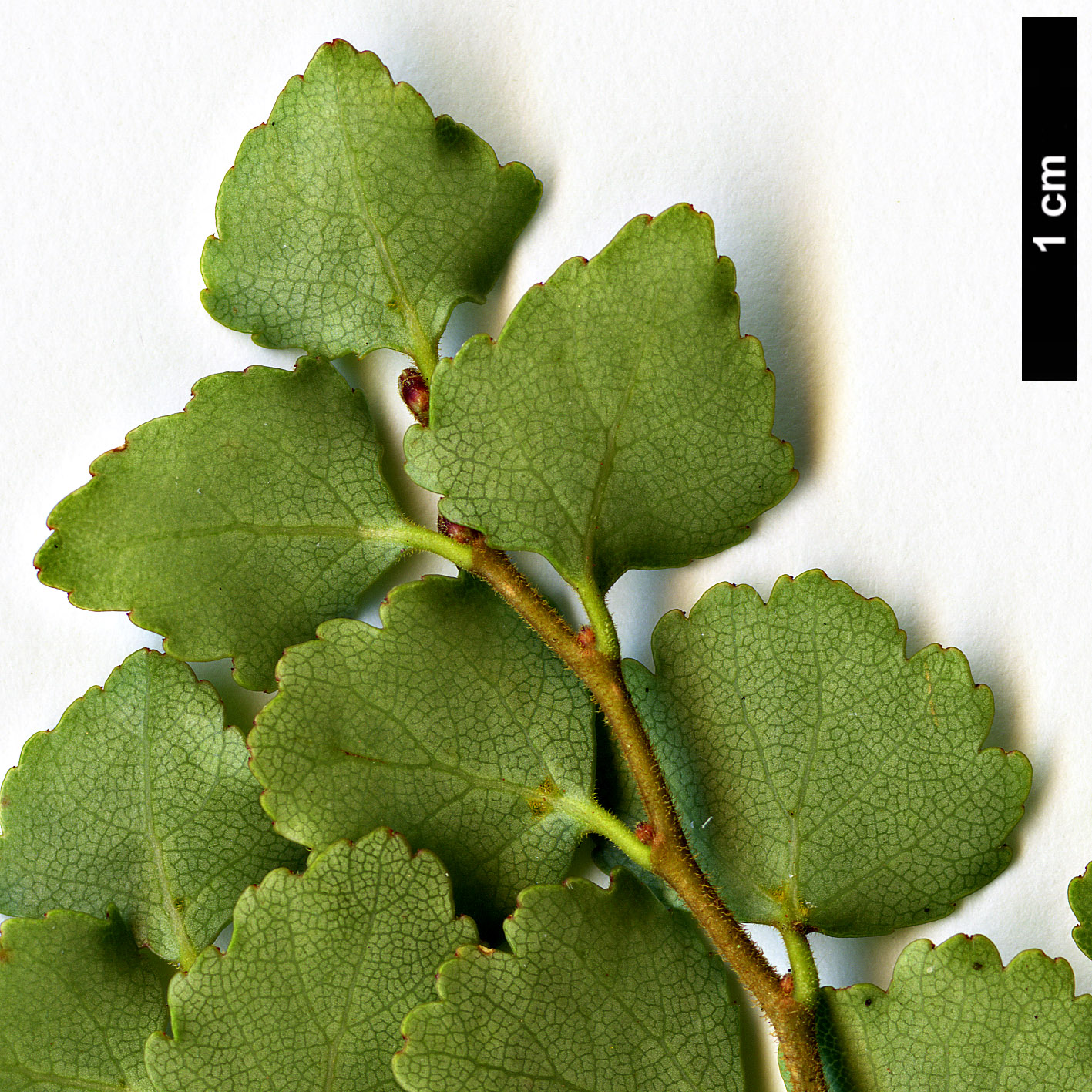 High resolution image: Family: Nothofagaceae - Genus: Nothofagus - Taxon: menziesii