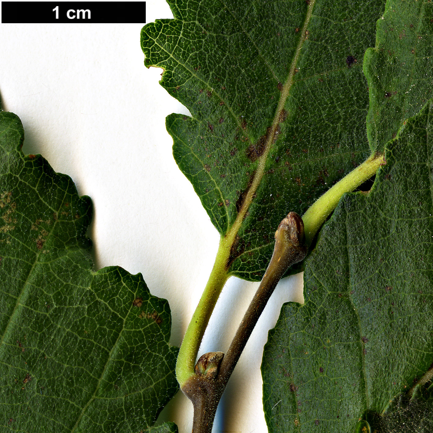 High resolution image: Family: Nothofagaceae - Genus: Nothofagus - Taxon: obliqua