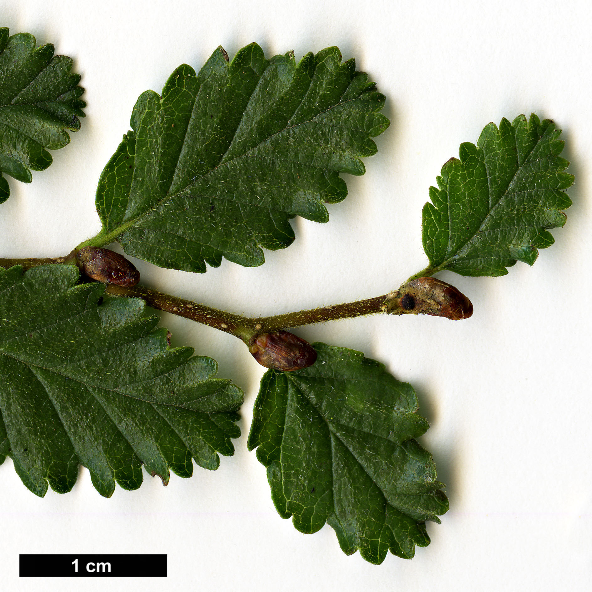 High resolution image: Family: Nothofagaceae - Genus: Nothofagus - Taxon: pumilio