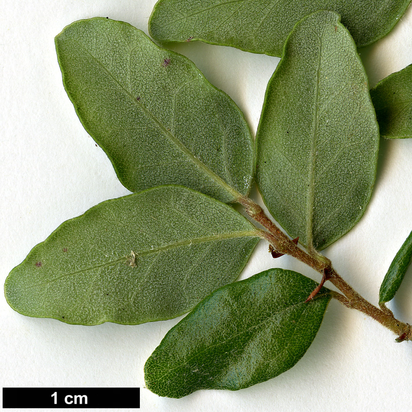 High resolution image: Family: Nothofagaceae - Genus: Nothofagus - Taxon: solanderi