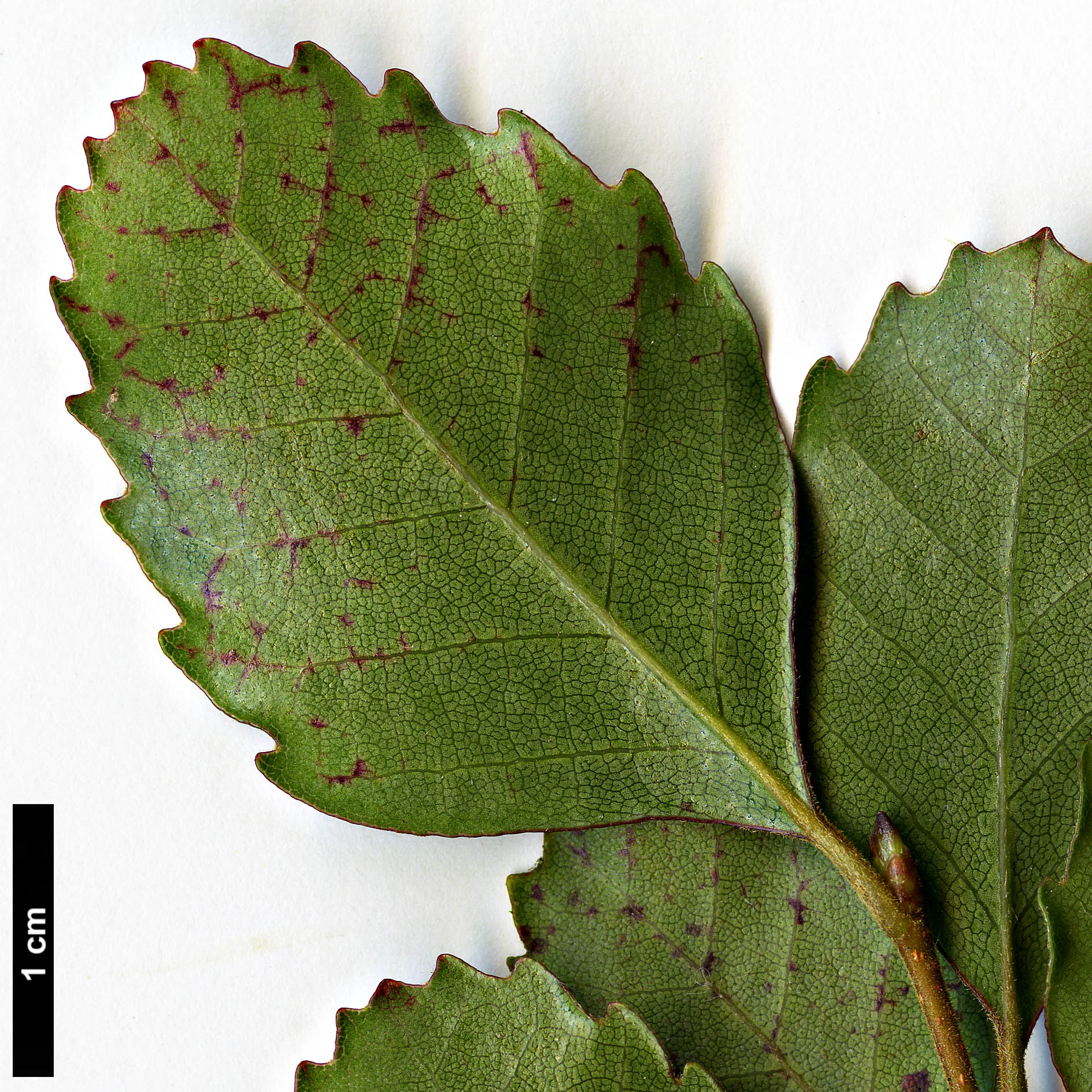 High resolution image: Family: Nothofagaceae - Genus: Nothofagus - Taxon: truncata