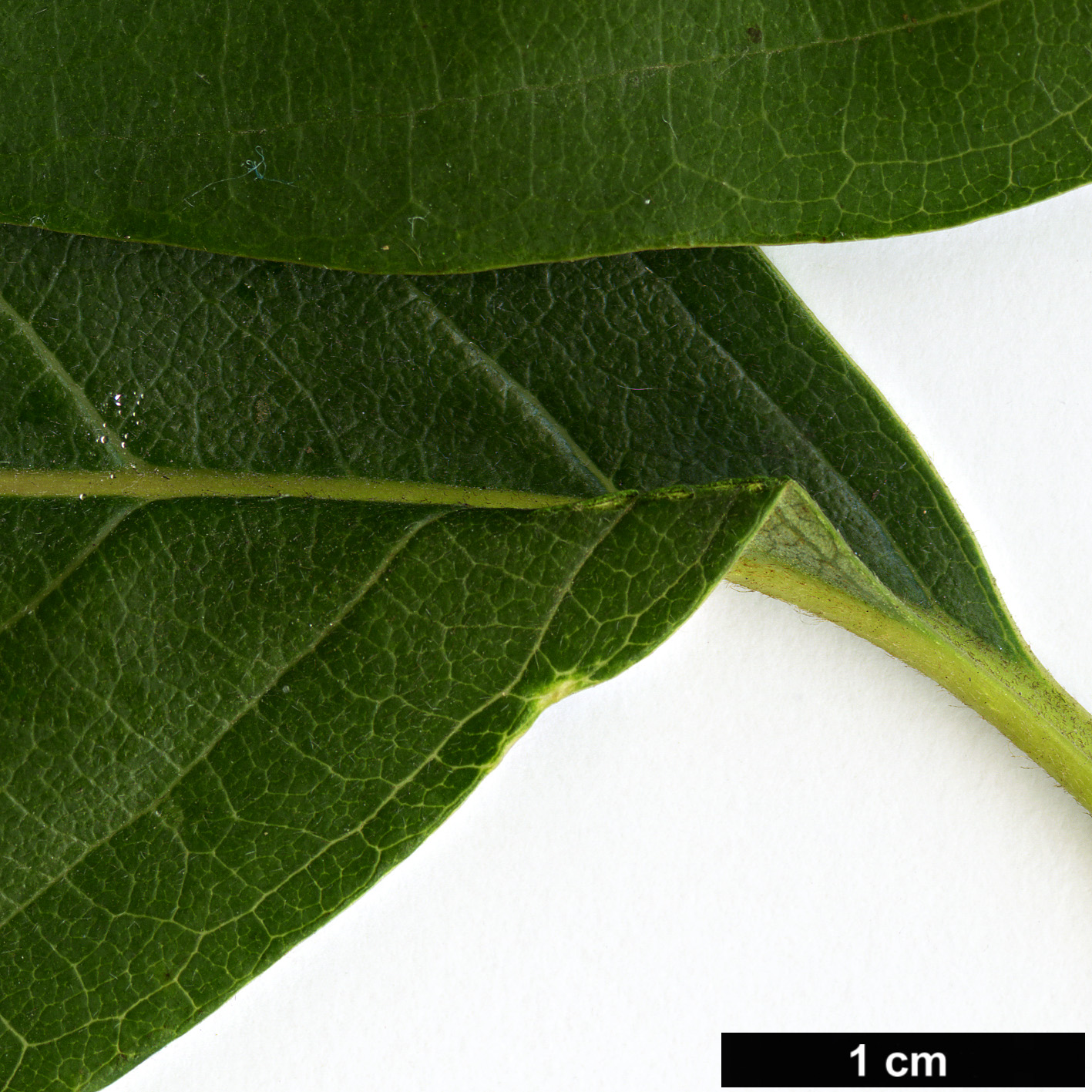 High resolution image: Family: Nyssaceae - Genus: Nyssa - Taxon: sylvatica
