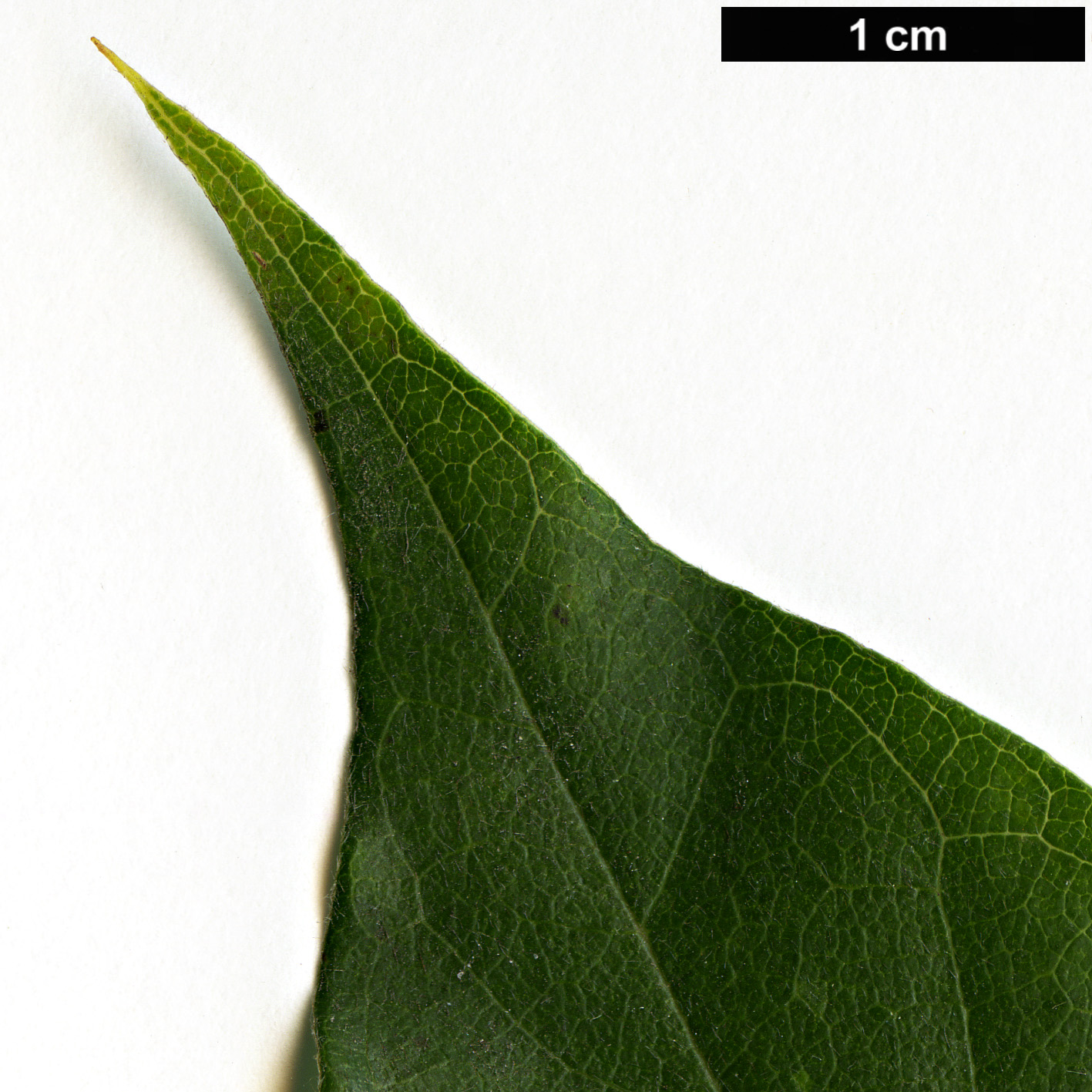 High resolution image: Family: Nyssaceae - Genus: Nyssa - Taxon: sylvatica