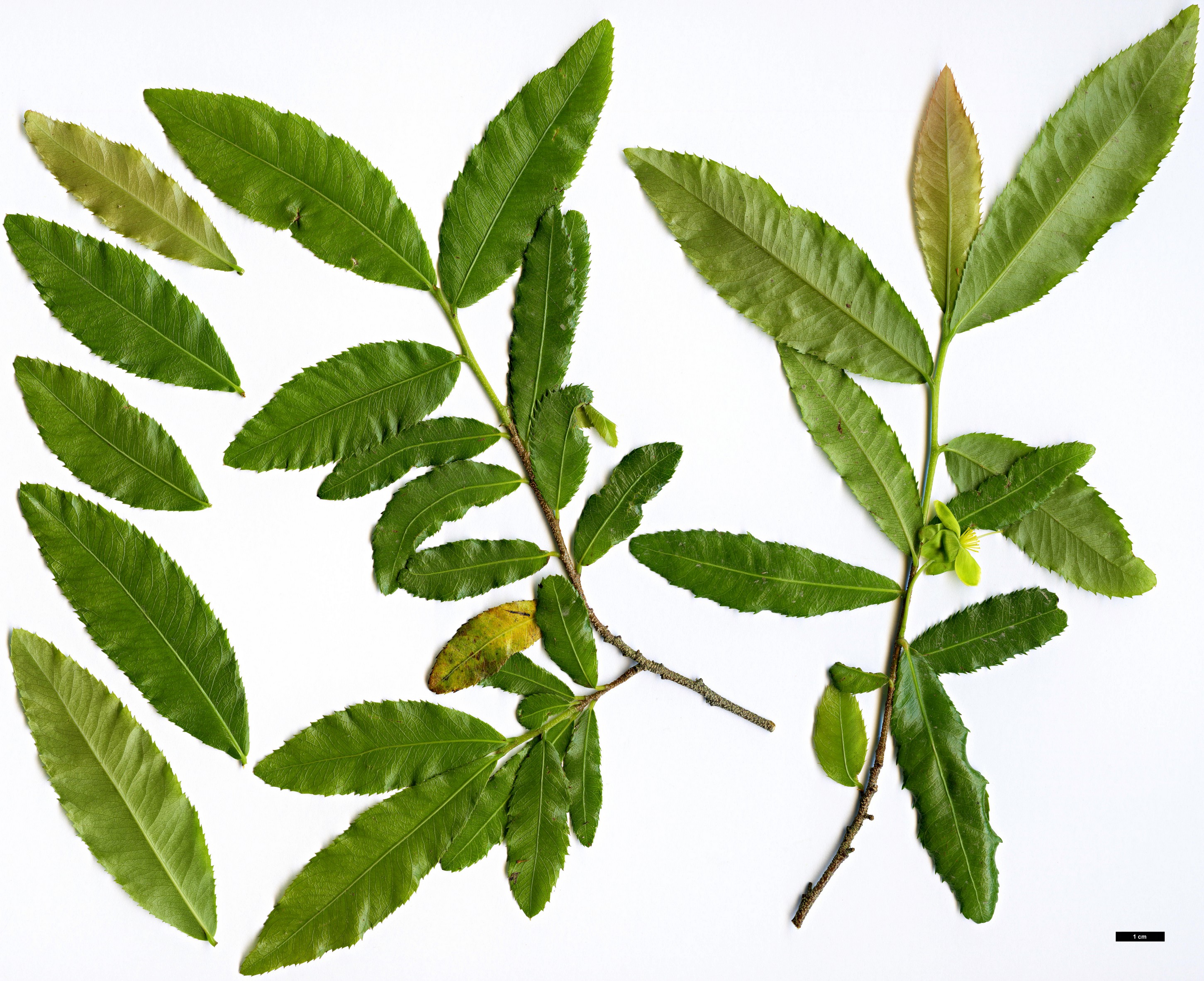 High resolution image: Family: Ochnaceae - Genus: Ochna - Taxon: serrulata High resolution image: Family: Ochnaceae - Genus: Ochna - Taxon: serrulata