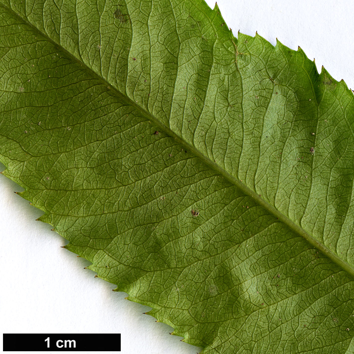 High resolution image: Family: Ochnaceae - Genus: Ochna - Taxon: serrulata