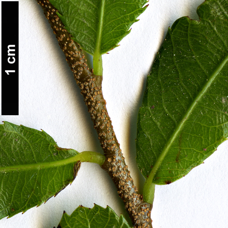 High resolution image: Family: Ochnaceae - Genus: Ochna - Taxon: serrulata