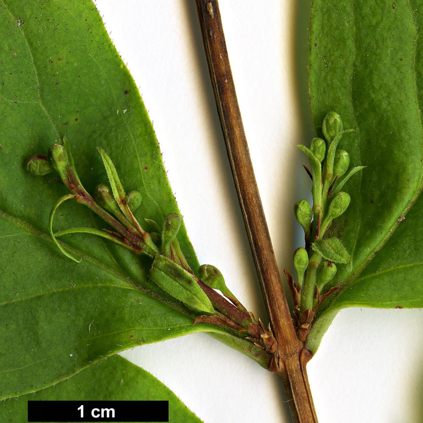 High resolution image: Family: Oleaceae - Genus: Abeliophyllum - Taxon: distichum