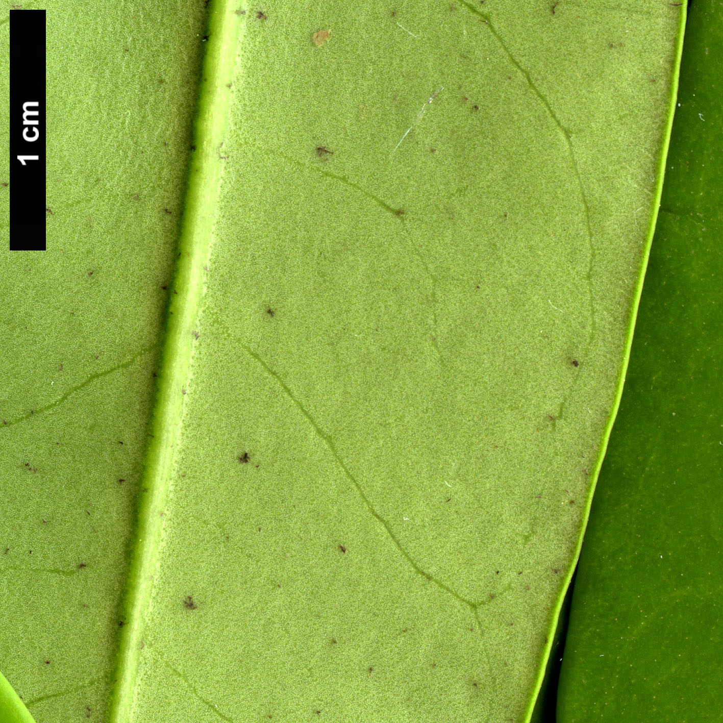 High resolution image: Family: Oleaceae - Genus: Cartrema - Taxon: americana