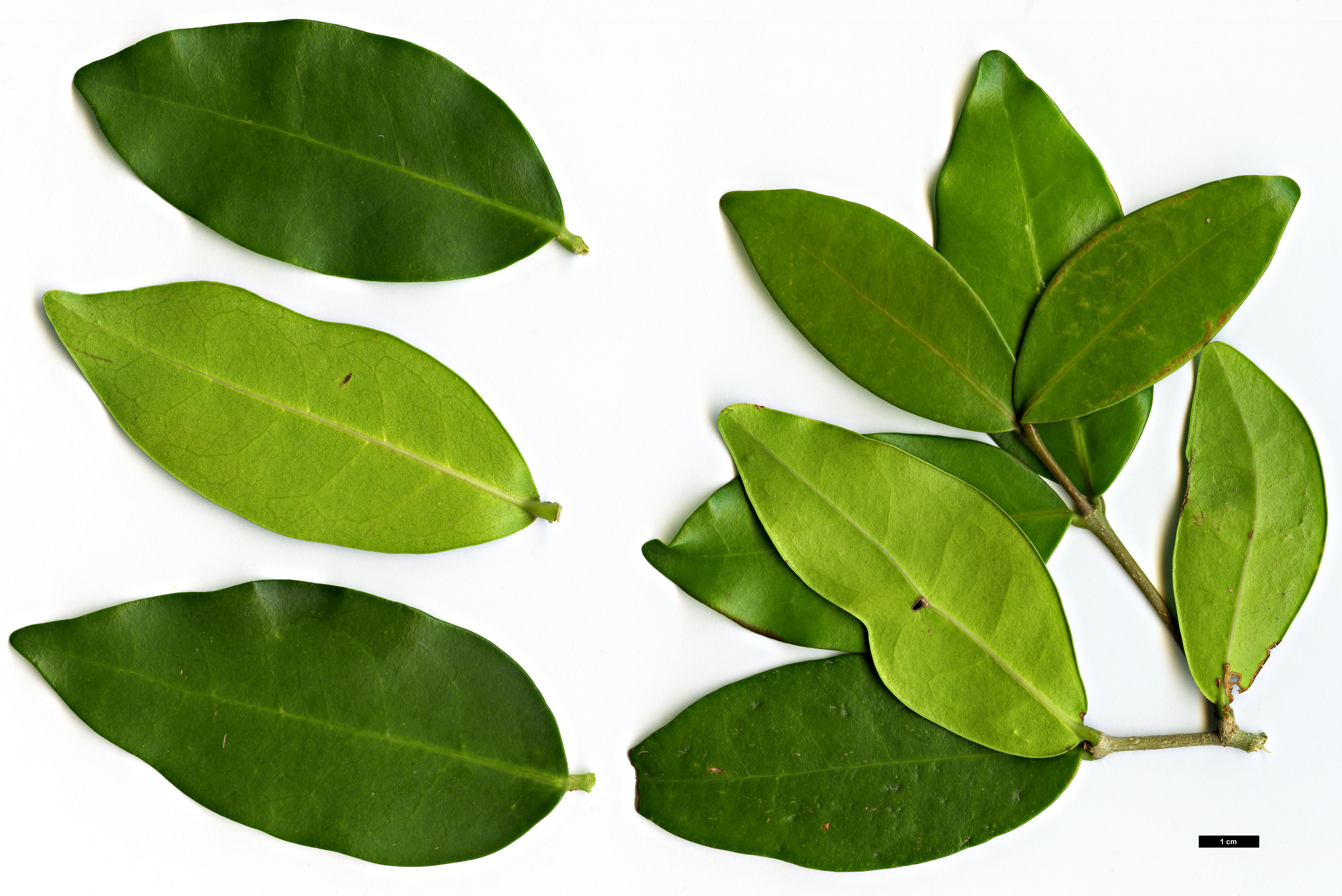 High resolution image: Family: Oleaceae - Genus: Chionanthus - Taxon: foveolatus High resolution image: Family: Oleaceae - Genus: Chionanthus - Taxon: foveolatus