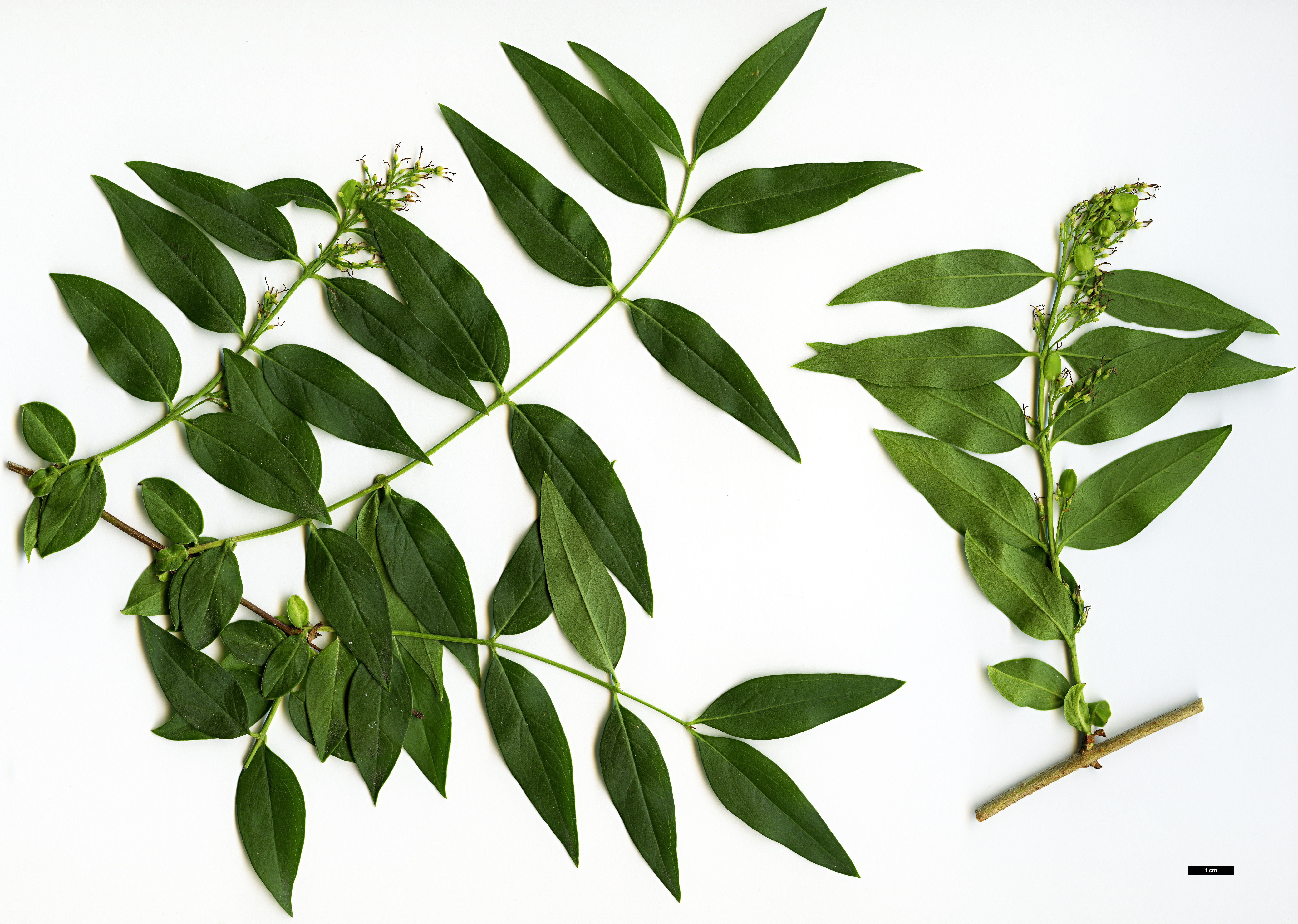 High resolution image: Family: Oleaceae - Genus: Fontanesia - Taxon: phillyreoides High resolution image: Family: Oleaceae - Genus: Fontanesia - Taxon: phillyreoides