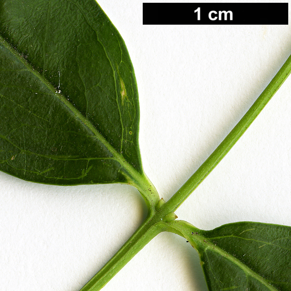 High resolution image: Family: Oleaceae - Genus: Fontanesia - Taxon: phillyreoides High resolution image: Family: Oleaceae - Genus: Fontanesia - Taxon: phillyreoides