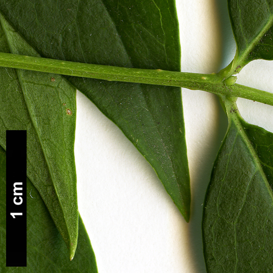 High resolution image: Family: Oleaceae - Genus: Fontanesia - Taxon: phillyreoides High resolution image: Family: Oleaceae - Genus: Fontanesia - Taxon: phillyreoides