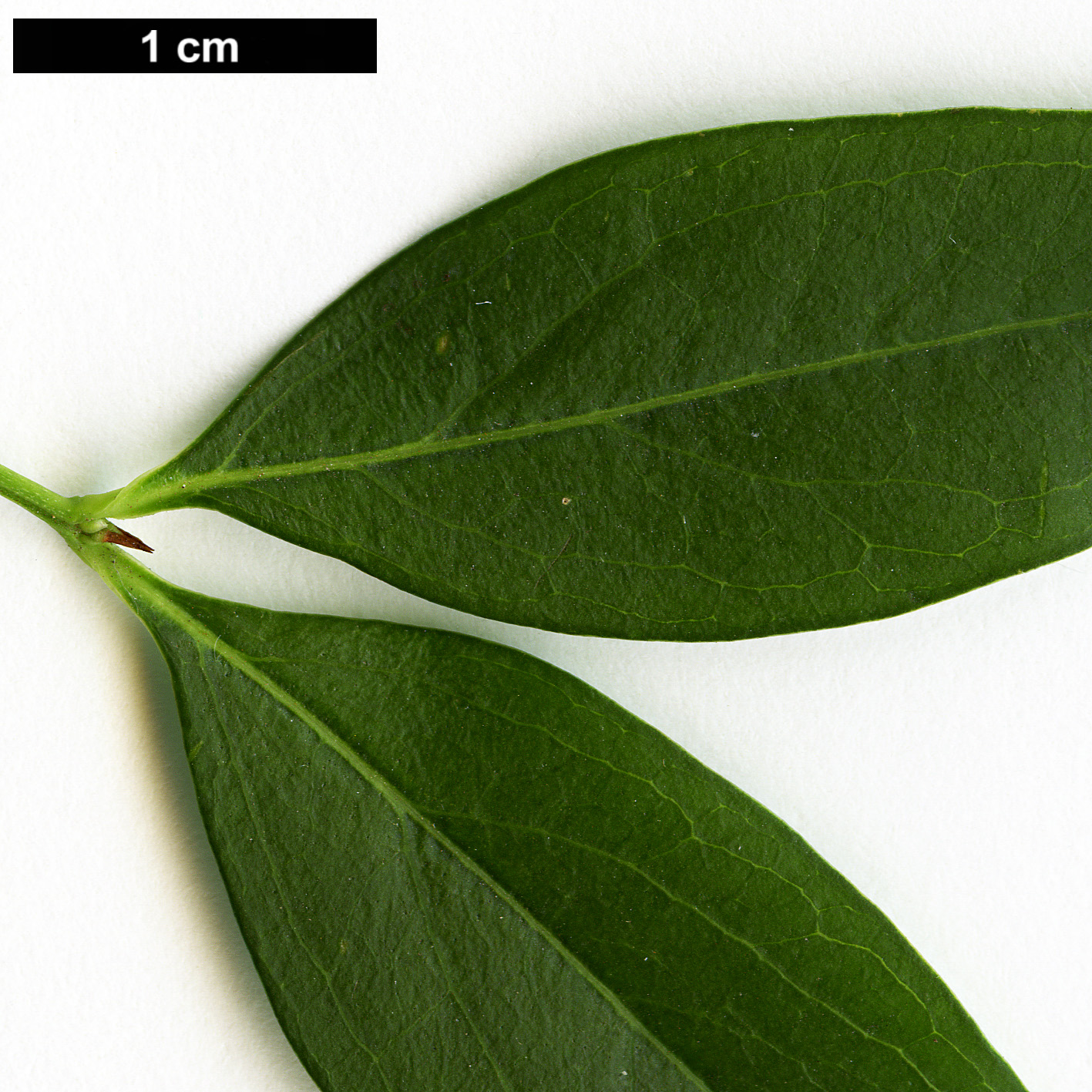 High resolution image: Family: Oleaceae - Genus: Fontanesia - Taxon: phillyreoides High resolution image: Family: Oleaceae - Genus: Fontanesia - Taxon: phillyreoides