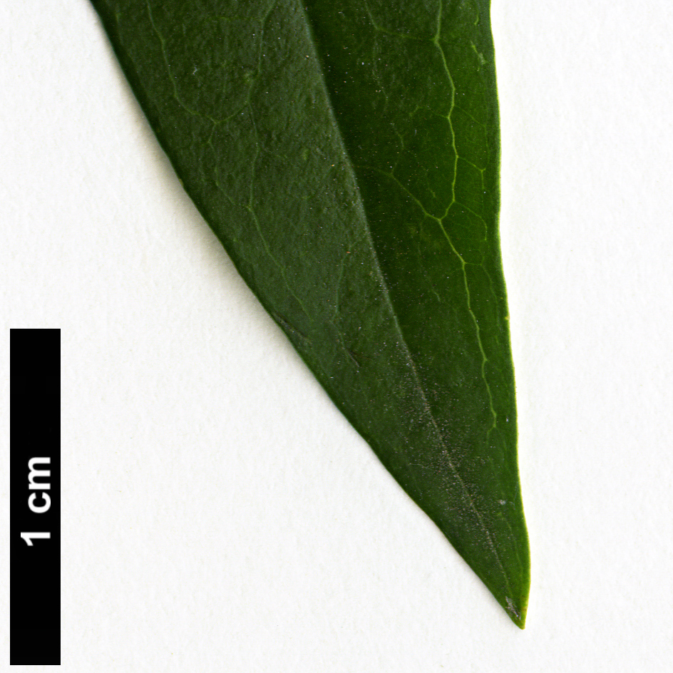 High resolution image: Family: Oleaceae - Genus: Fontanesia - Taxon: phillyreoides High resolution image: Family: Oleaceae - Genus: Fontanesia - Taxon: phillyreoides