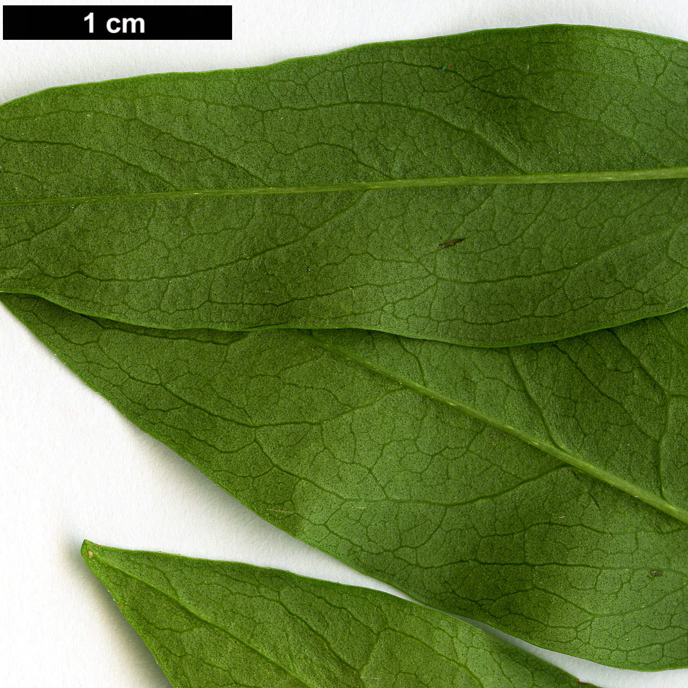 High resolution image: Family: Oleaceae - Genus: Fontanesia - Taxon: phillyreoides High resolution image: Family: Oleaceae - Genus: Fontanesia - Taxon: phillyreoides