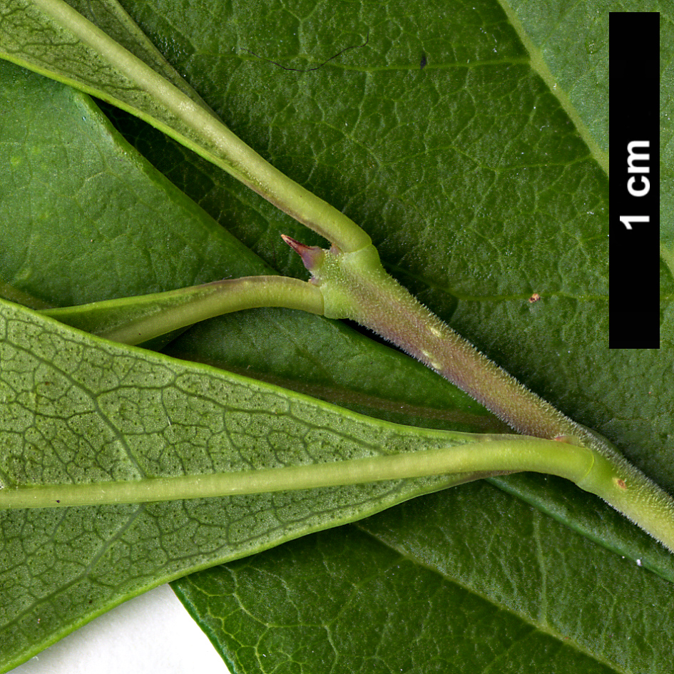 High resolution image: Family: Oleaceae - Genus: Forestiera - Taxon: segregata High resolution image: Family: Oleaceae - Genus: Forestiera - Taxon: segregata