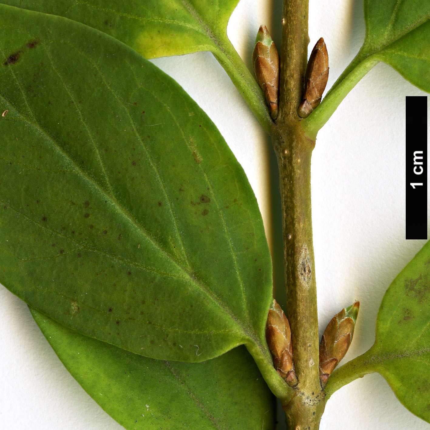 High resolution image: Family: Oleaceae - Genus: Forsythia - Taxon: europaea