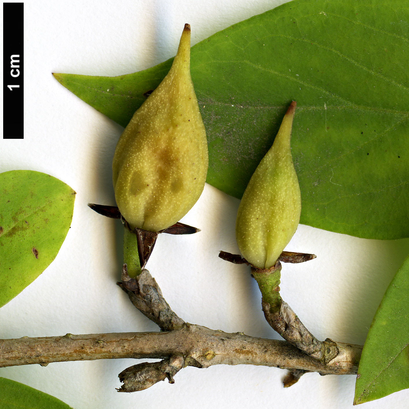 High resolution image: Family: Oleaceae - Genus: Forsythia - Taxon: europaea