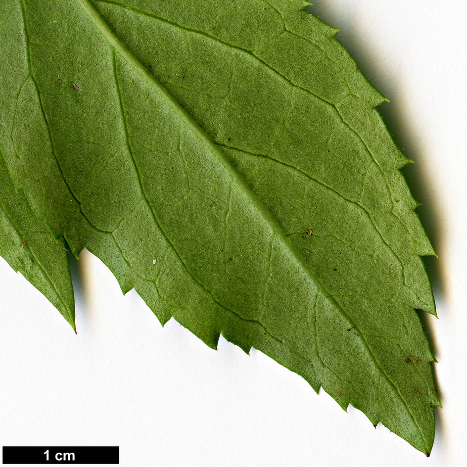 High resolution image: Family: Oleaceae - Genus: Forsythia - Taxon: giraldiana
