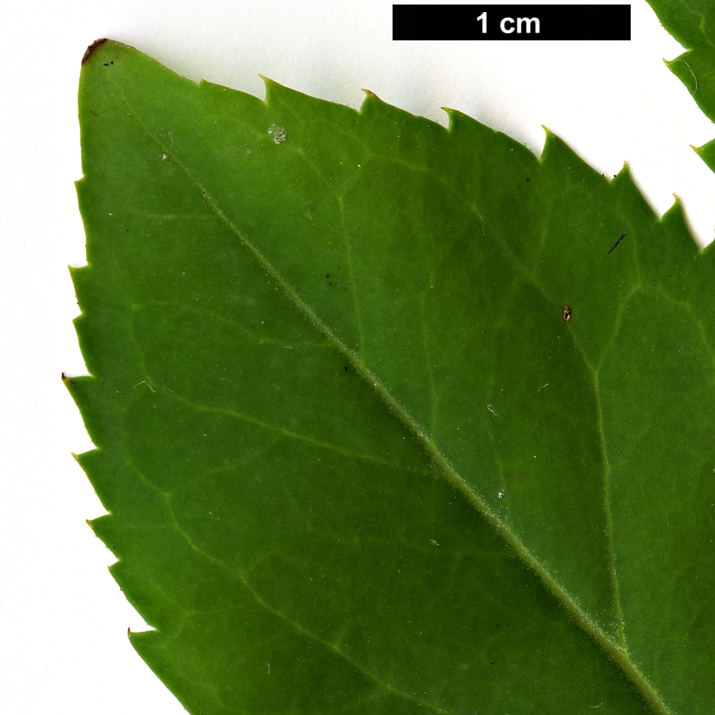 High resolution image: Family: Oleaceae - Genus: Forsythia - Taxon: giraldiana