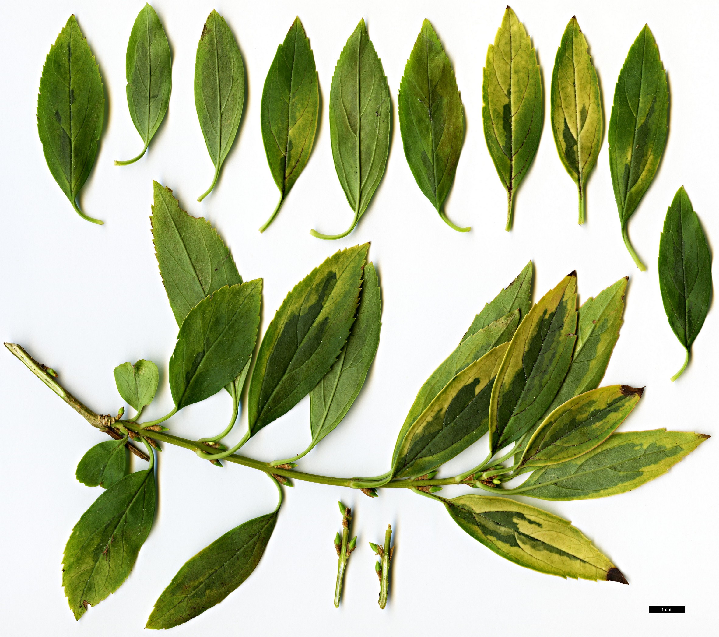 High resolution image: Family: Oleaceae - Genus: Forsythia - Taxon: koreana - SpeciesSub: 'Ilgwang'