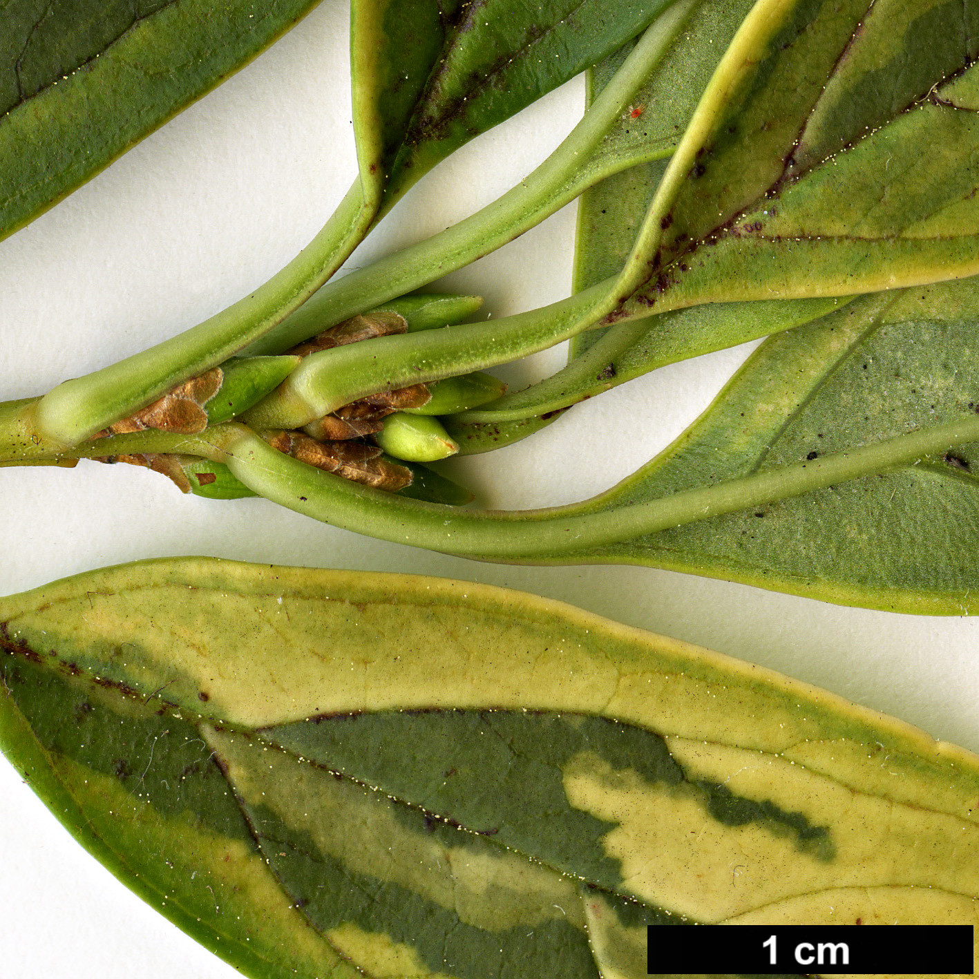 High resolution image: Family: Oleaceae - Genus: Forsythia - Taxon: koreana - SpeciesSub: 'Ilgwang'