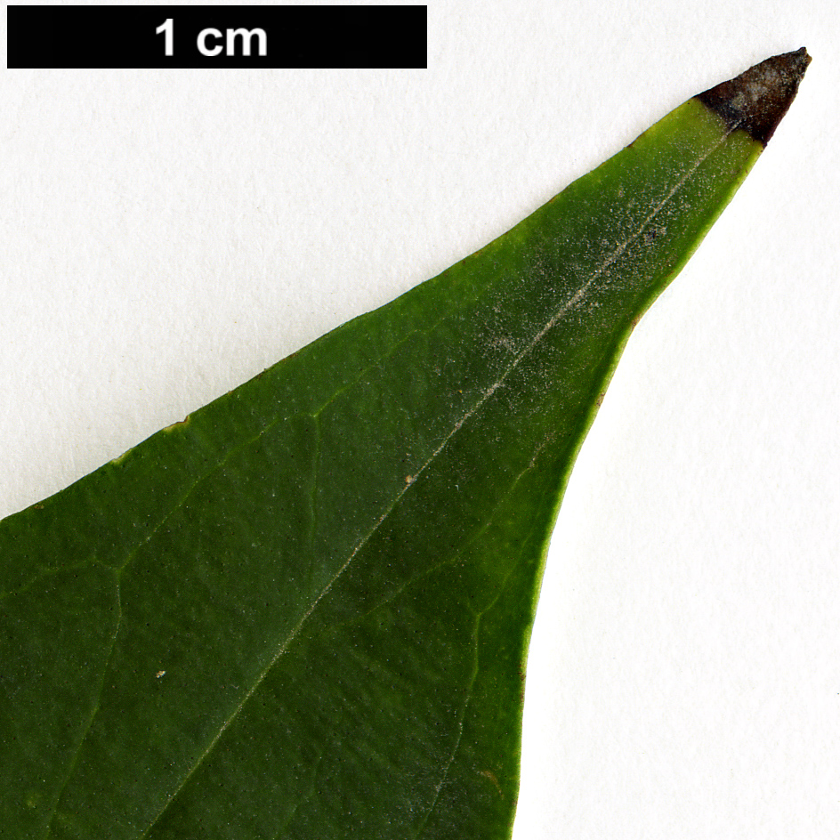 High resolution image: Family: Oleaceae - Genus: Forsythia - Taxon: suspensa