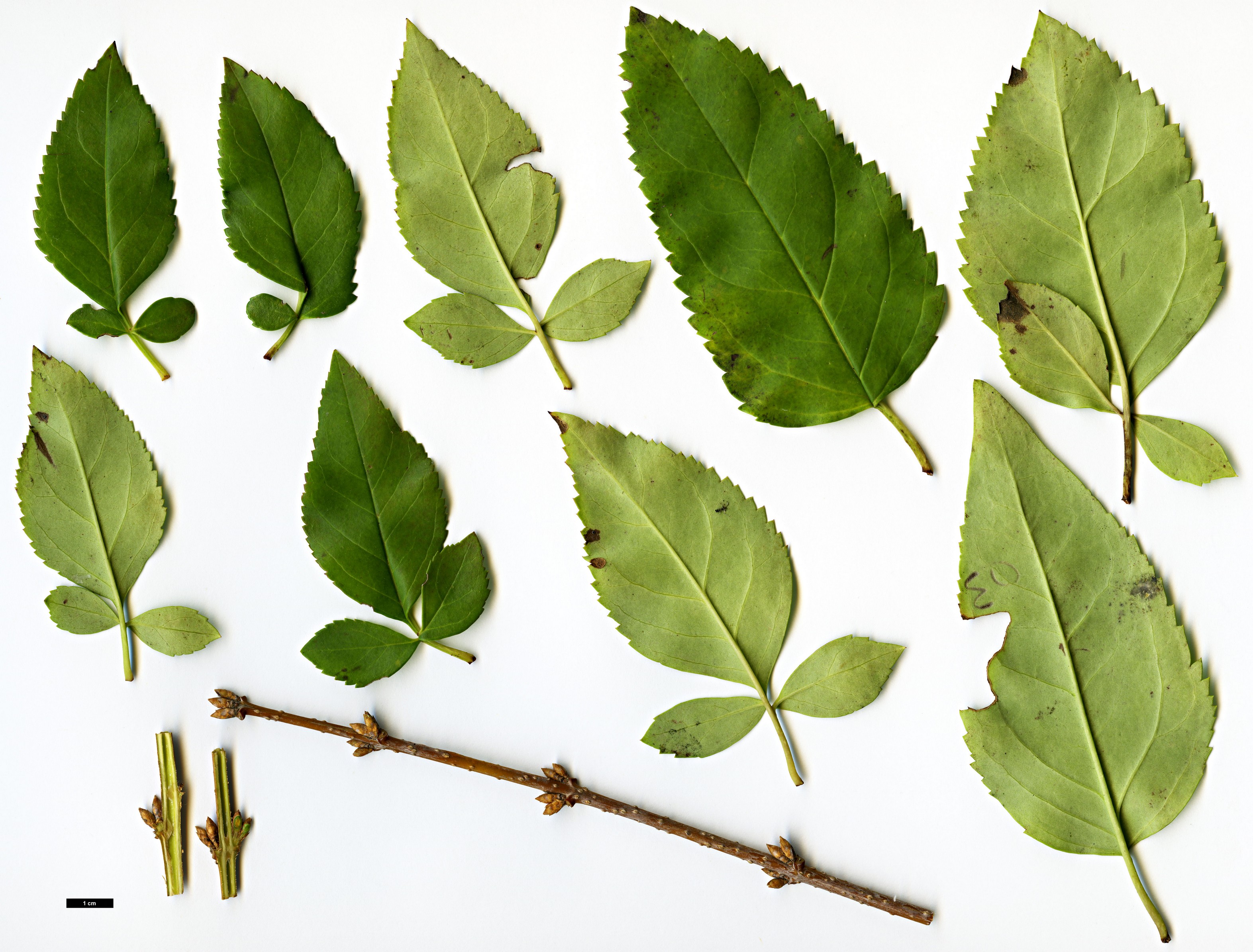 High resolution image: Family: Oleaceae - Genus: Forsythia - Taxon: suspensa - SpeciesSub: var.fortunei